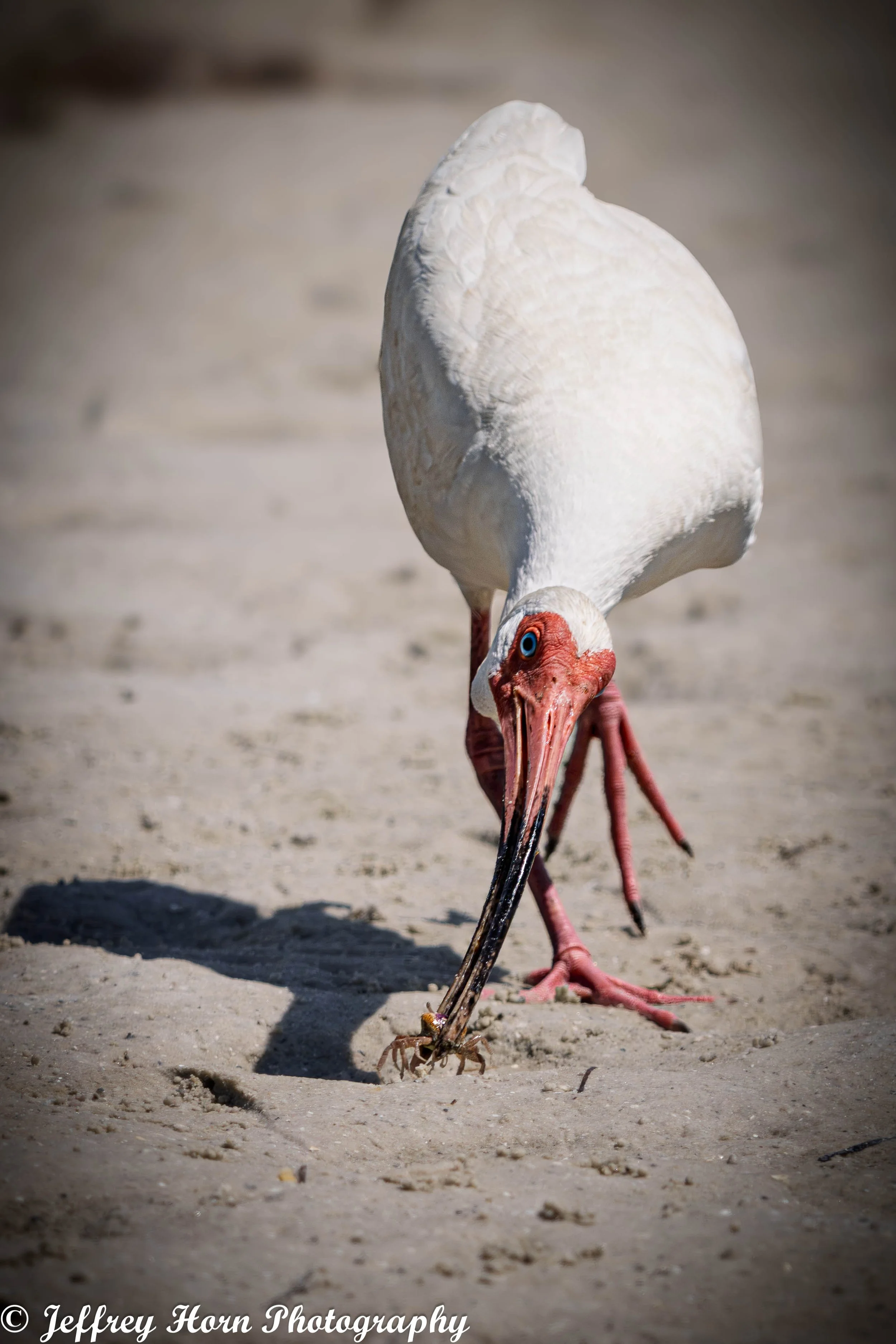 White Ibis tossing a fiddler crab-3.jpg
