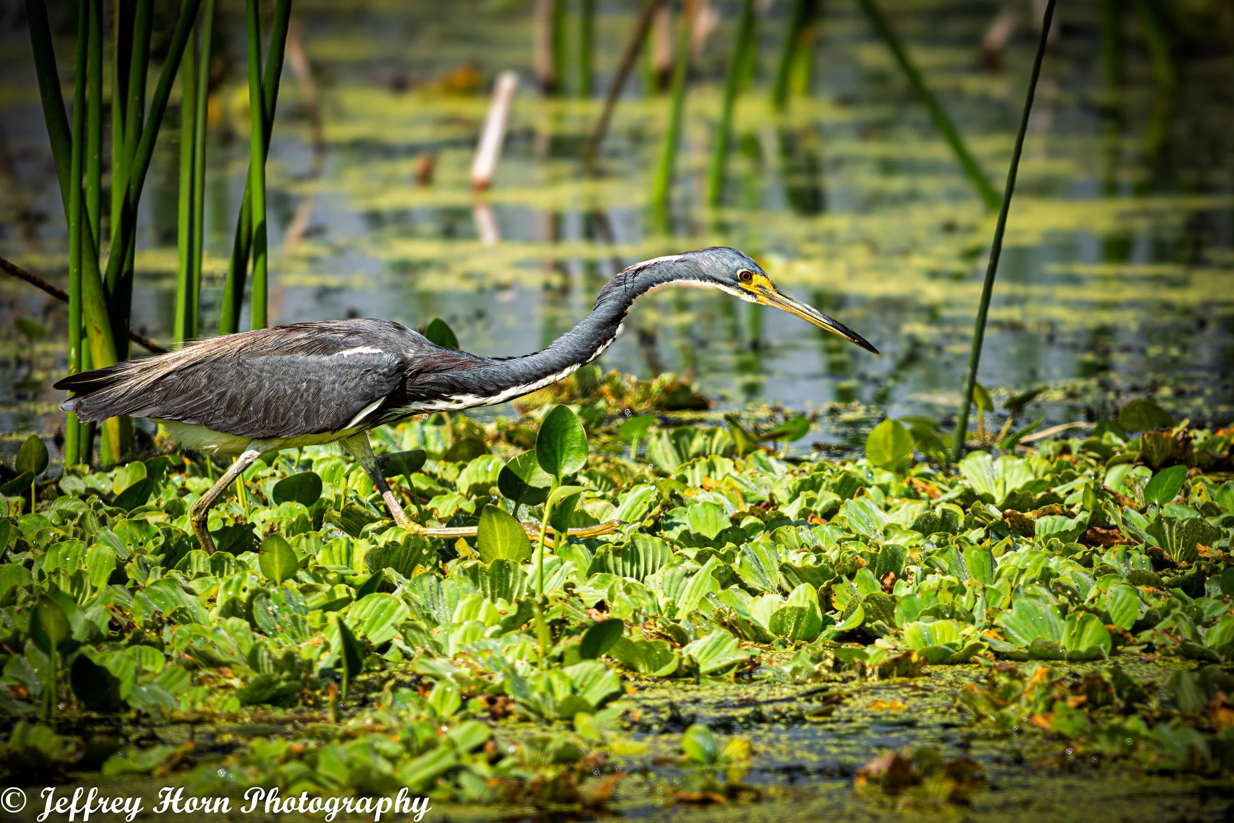 Tricolored Heron hunting-1-2.jpg