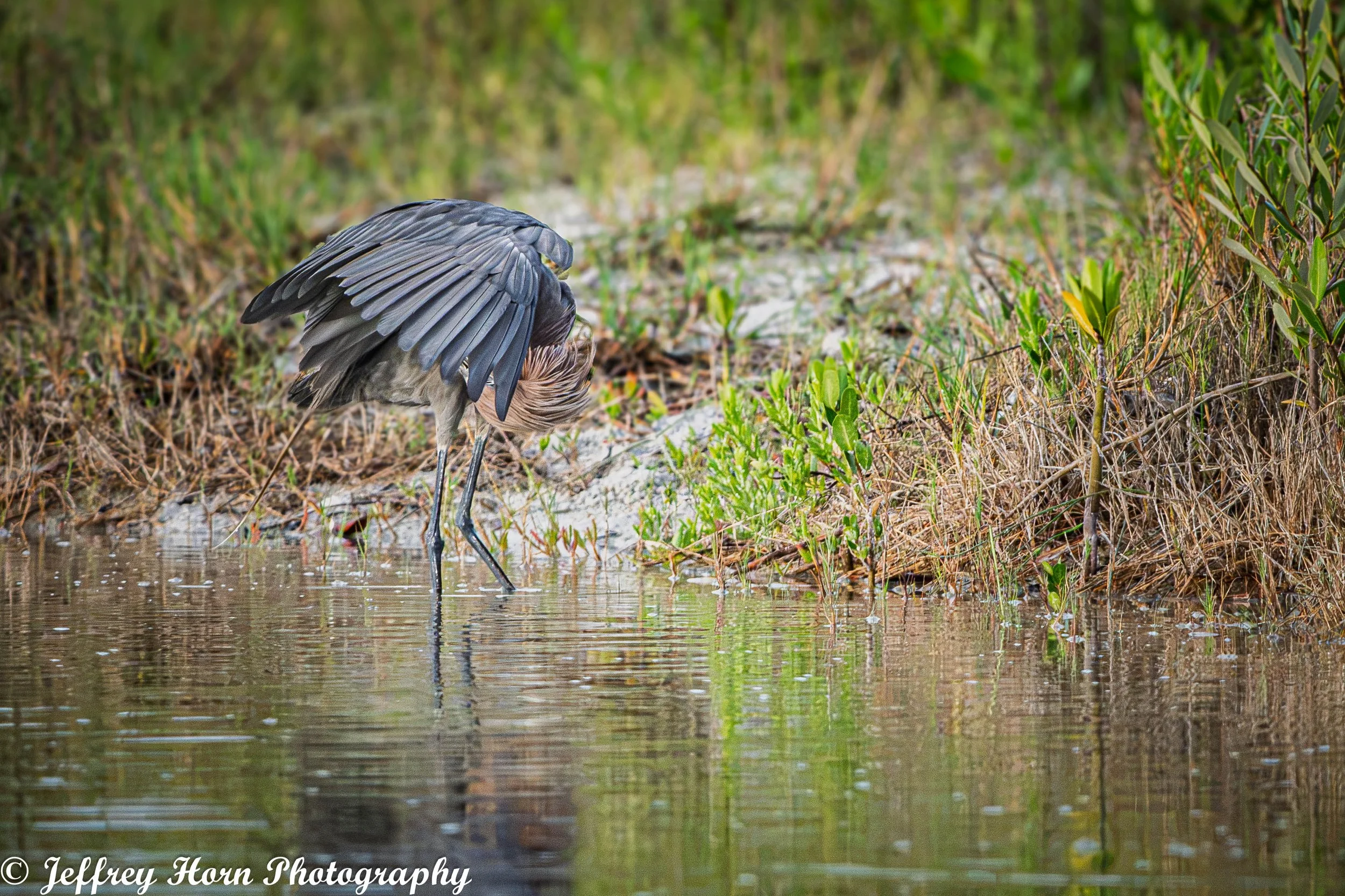 Reddish Egret preening -2.jpg