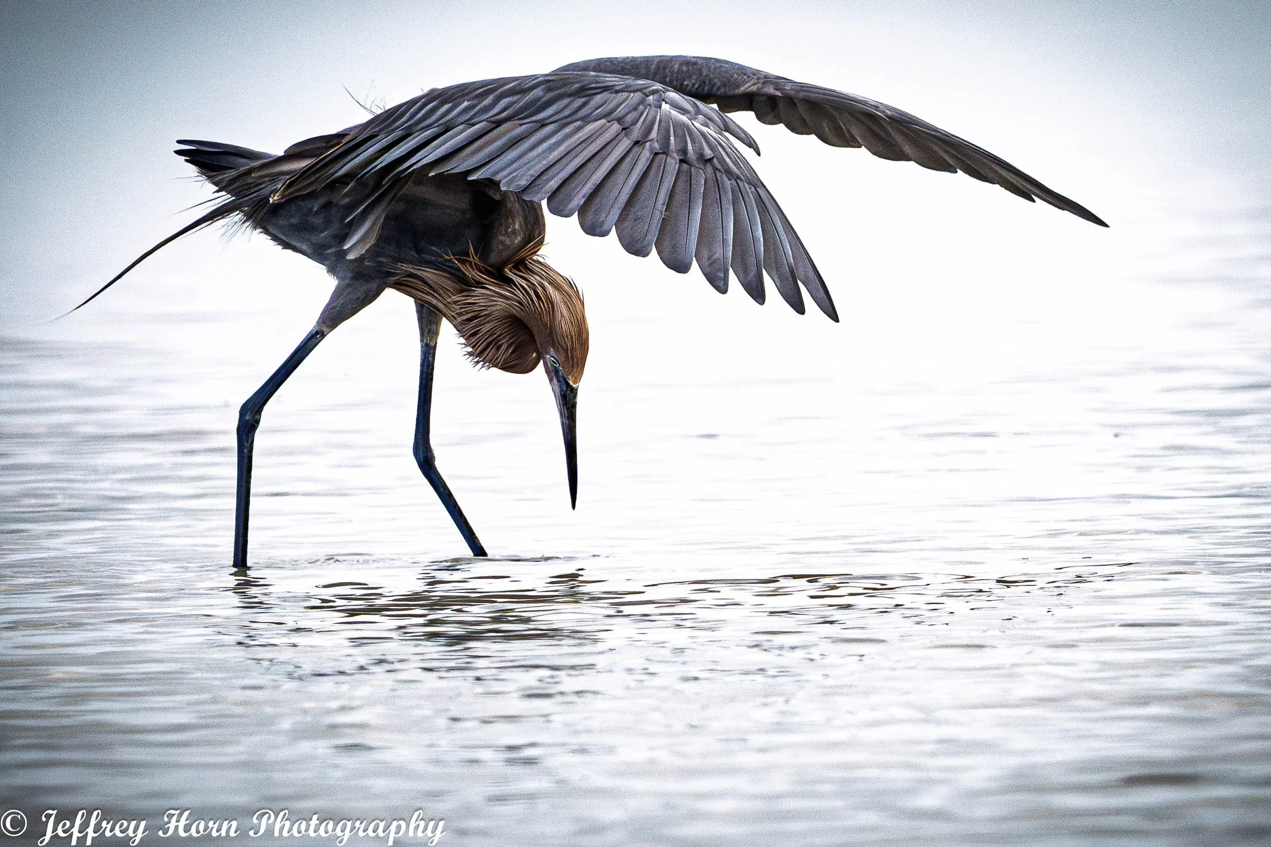 Reddish Egret hunting wings out-1.jpg