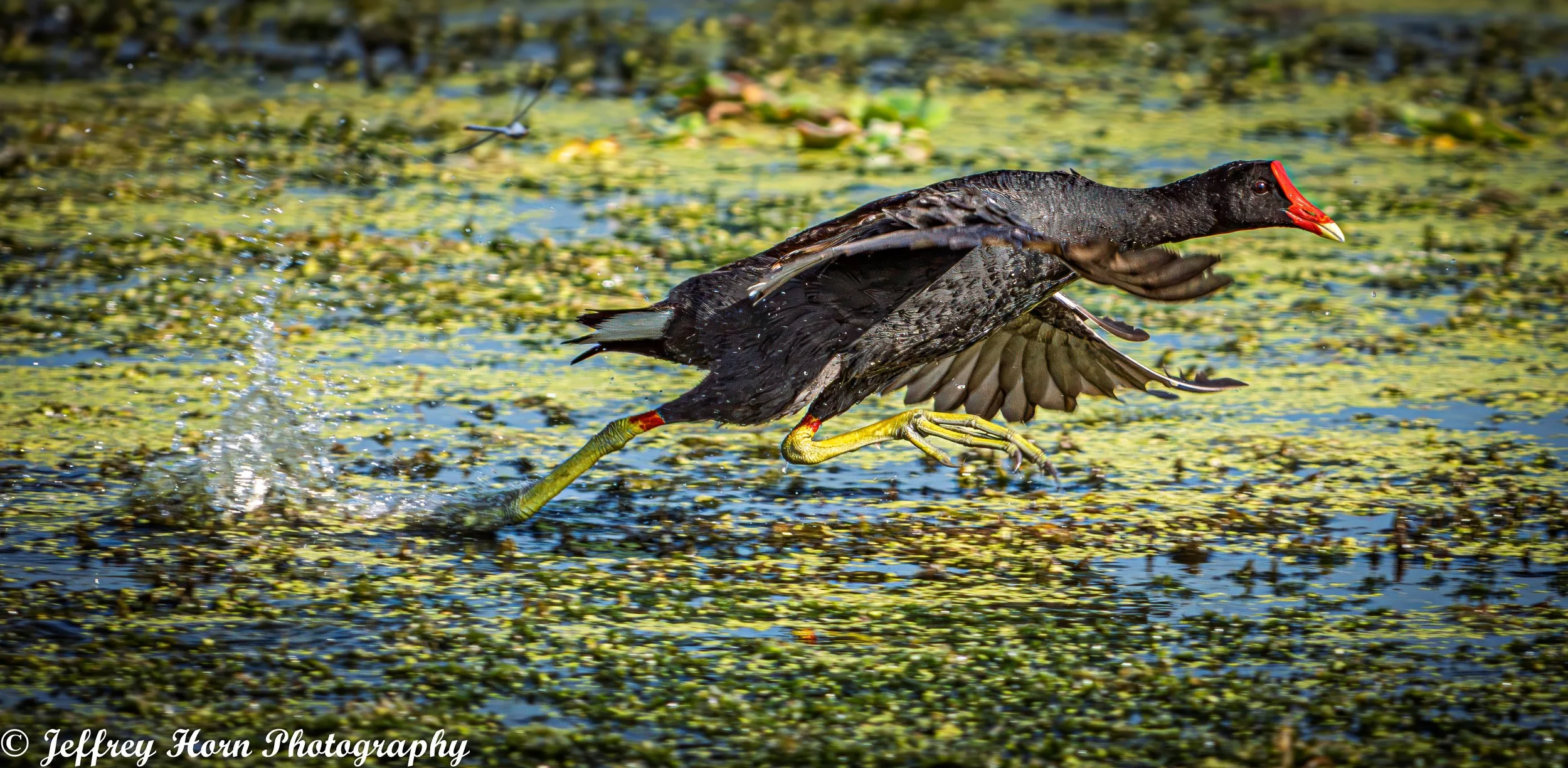 Common Gallinule running-2.jpg