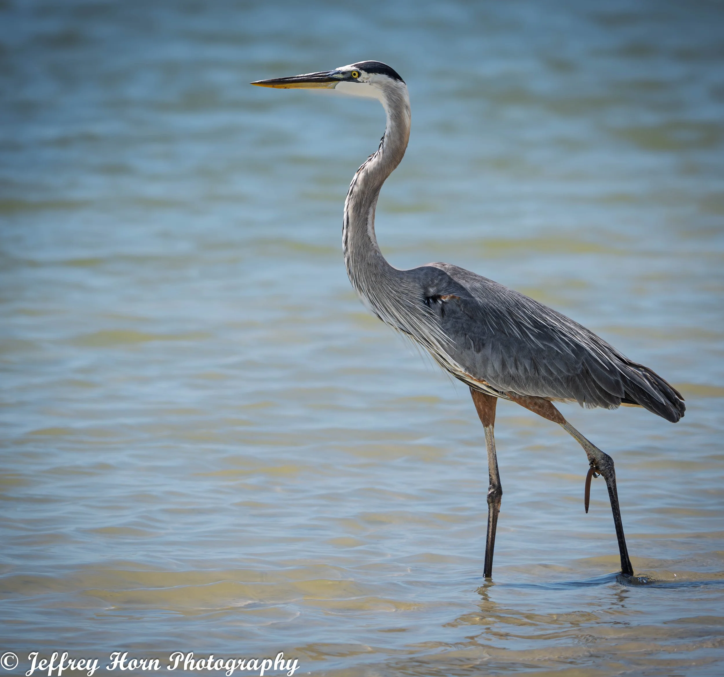 Great Blue Heron-1.jpg