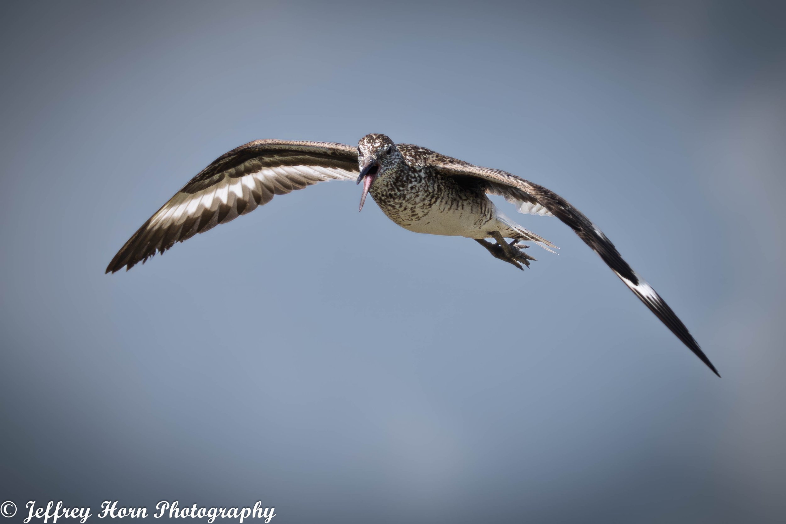 Willett flying beak open-1.jpg