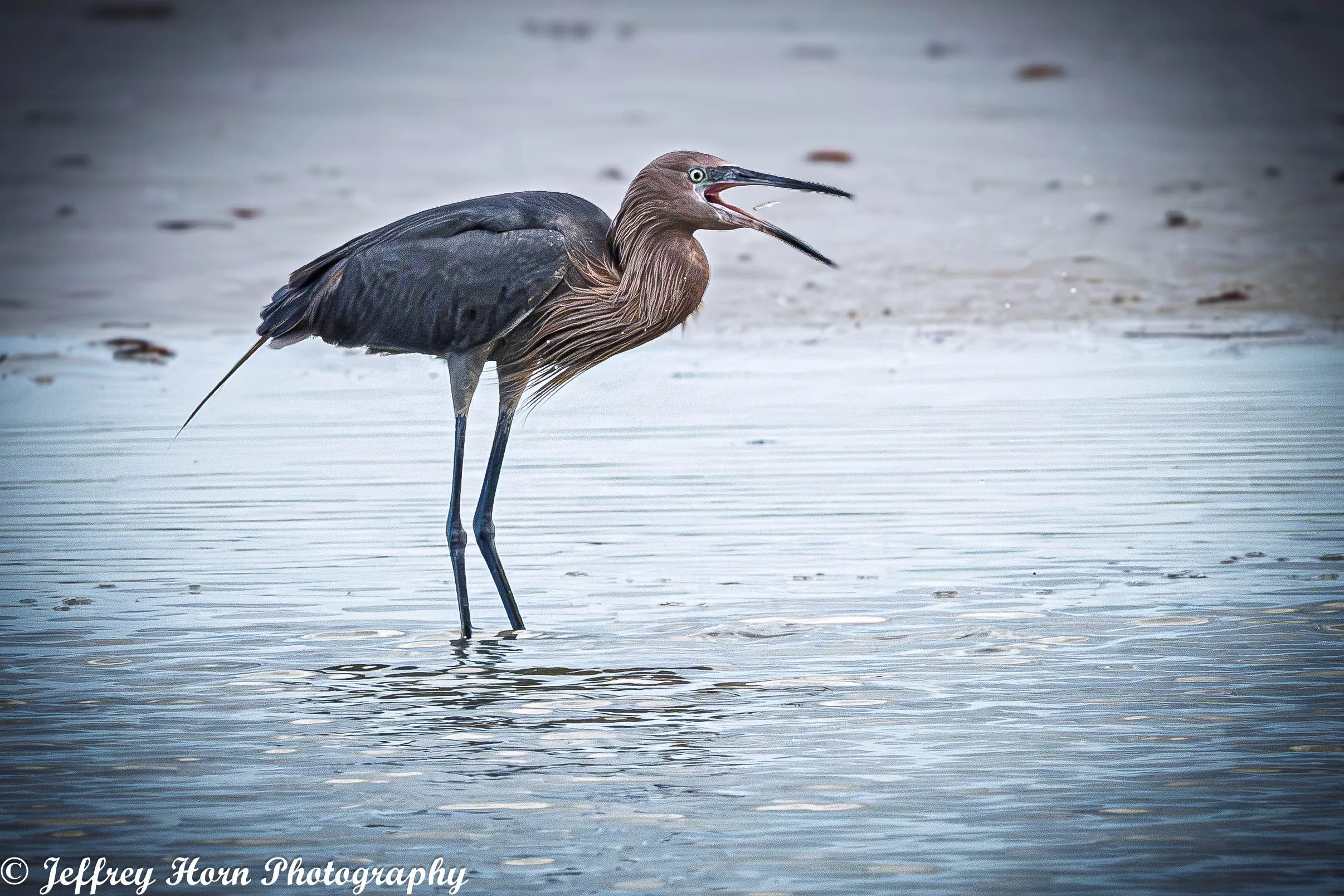 Reddish Egret tossing fish to eat-1.jpg