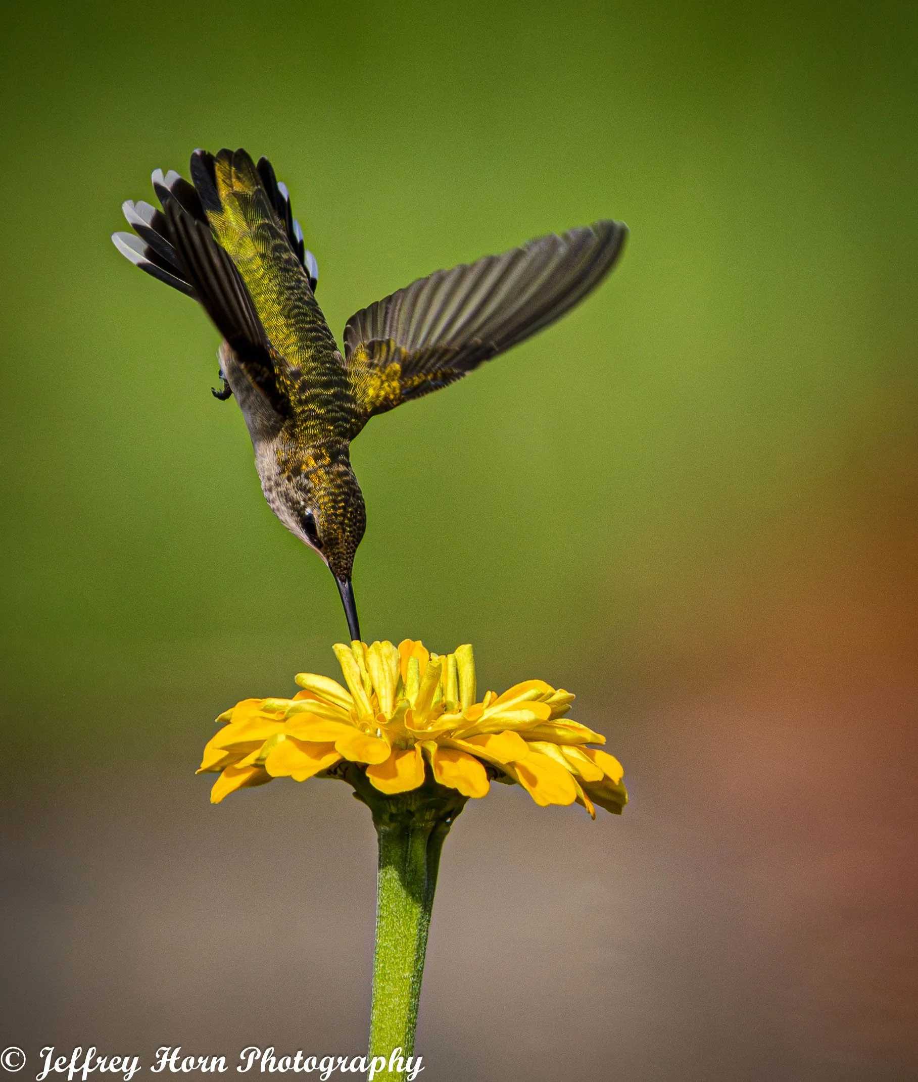 Ruby-throated Hummingbird feeding-2.jpg