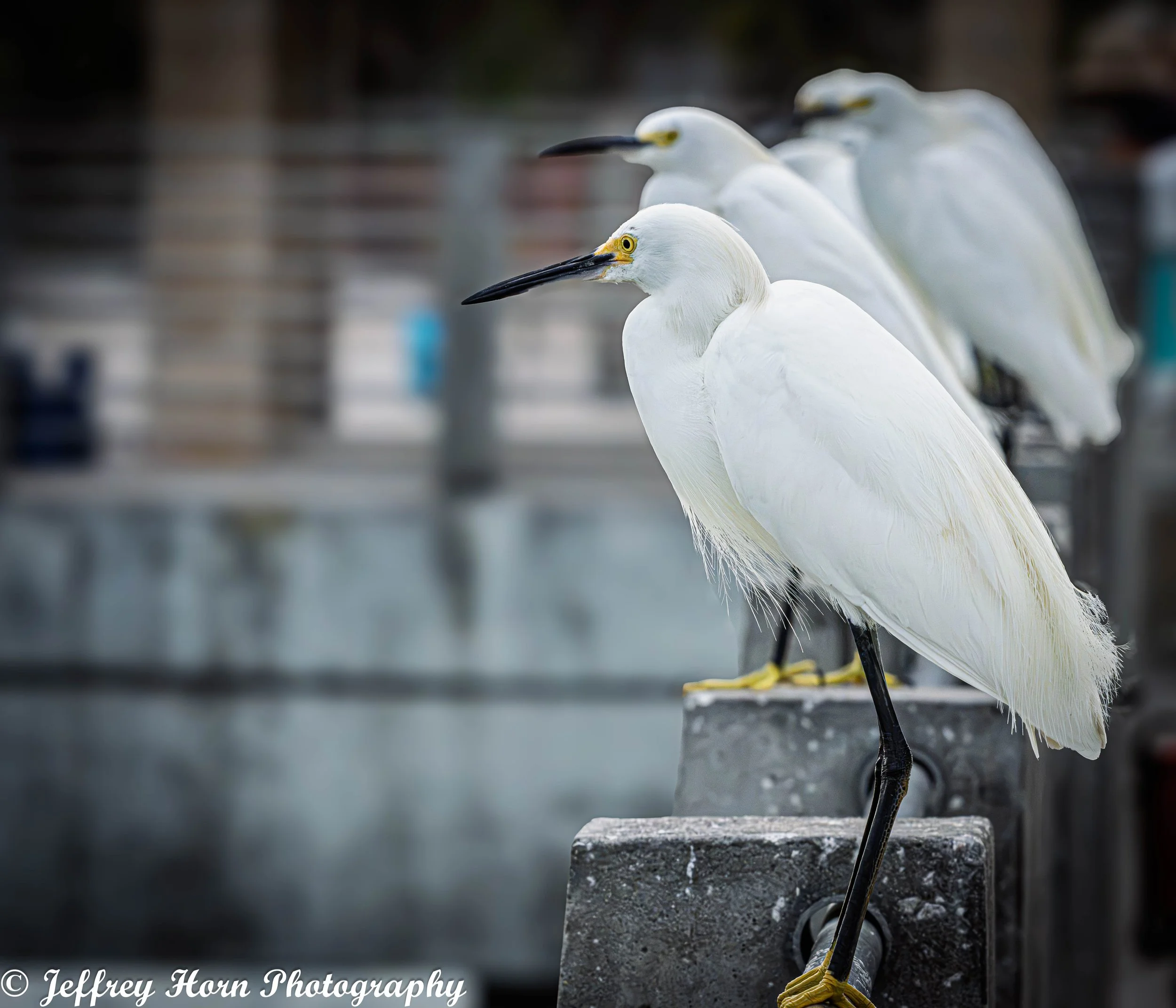 Snowy Egrets lining up on the fishing pier-1.jpg