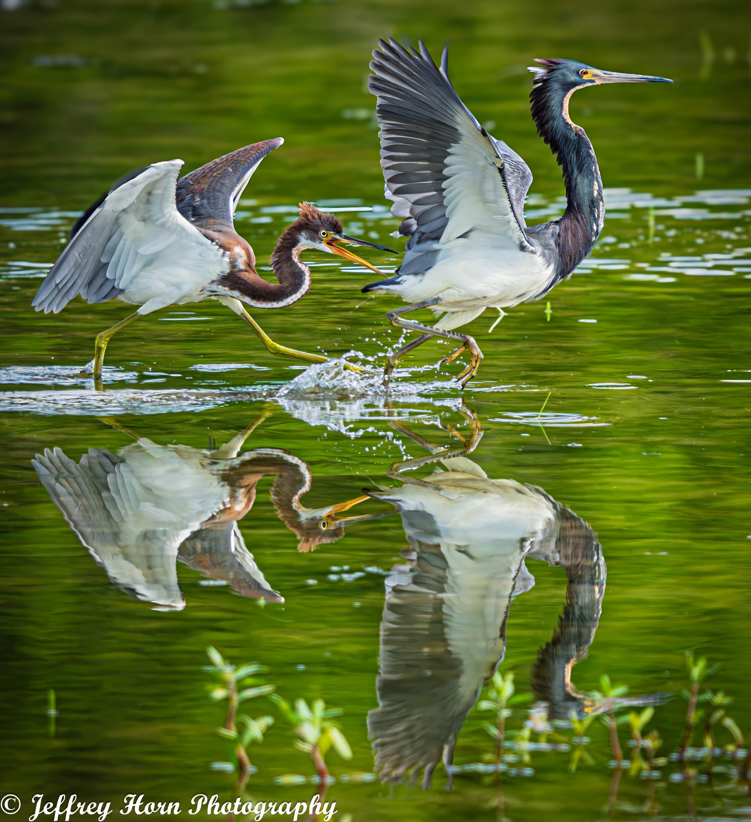Immature Tricolored Heron running after another Tricolored Heron-8.jpg