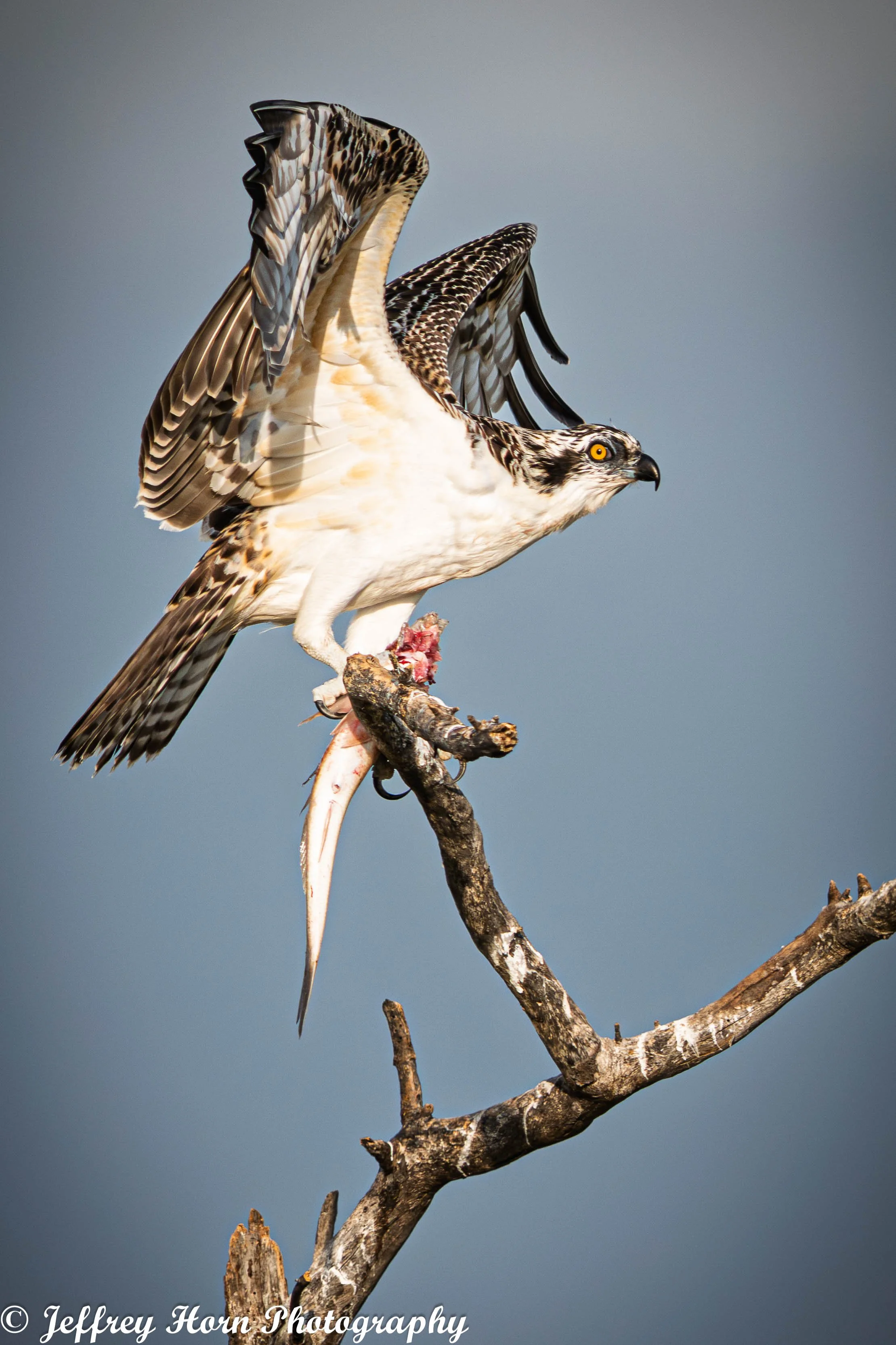 Osprey landing with a fish-1-2.jpg