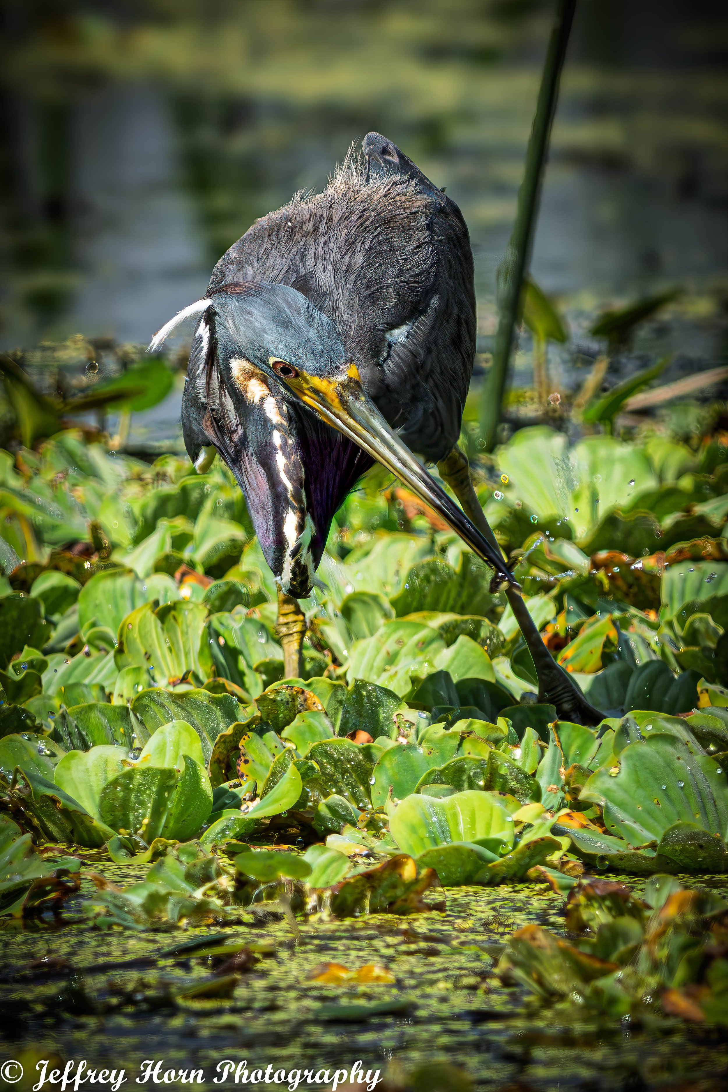 Tricolored Heron fishing-6.jpg