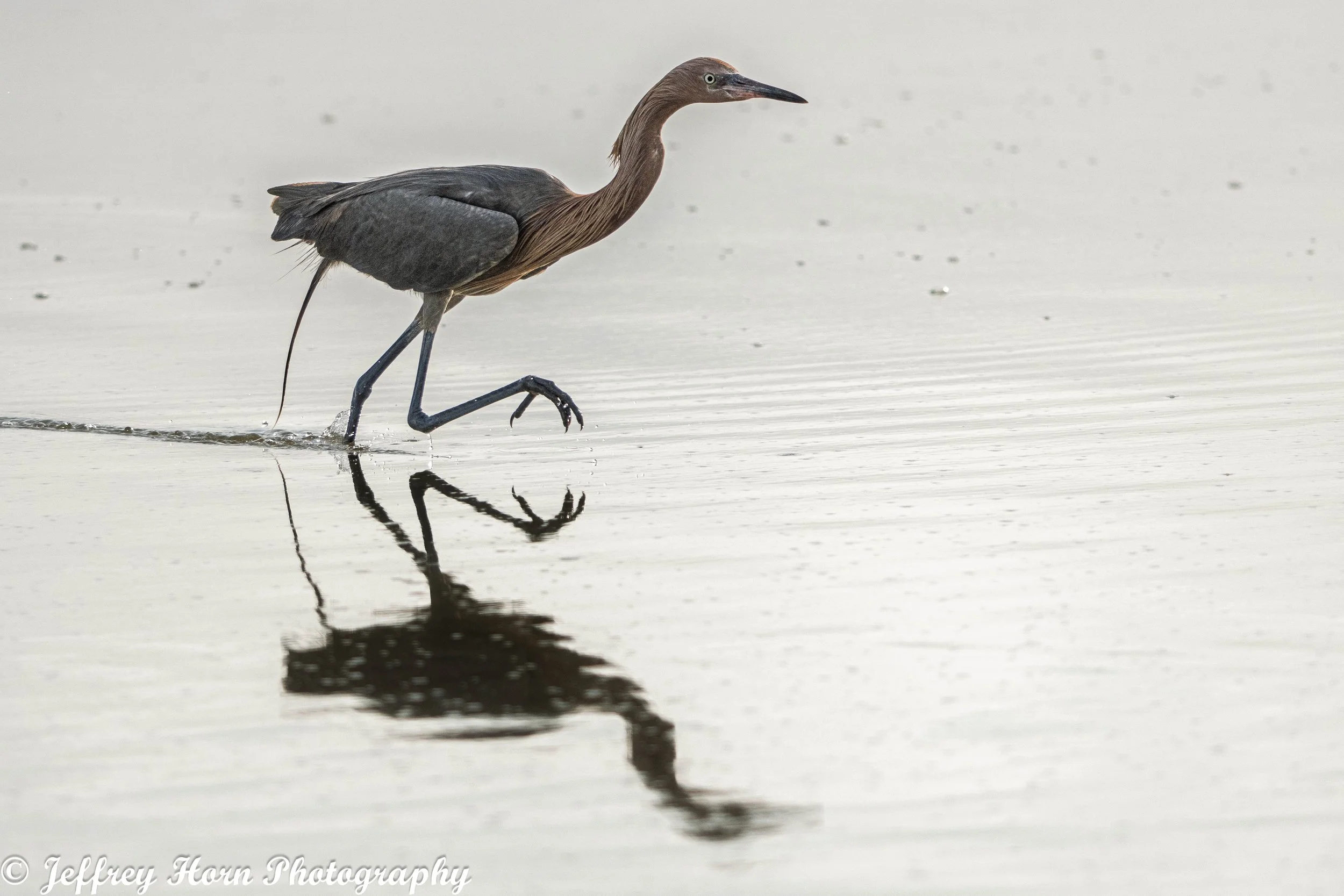 Reddish Egret running in water-2.jpg