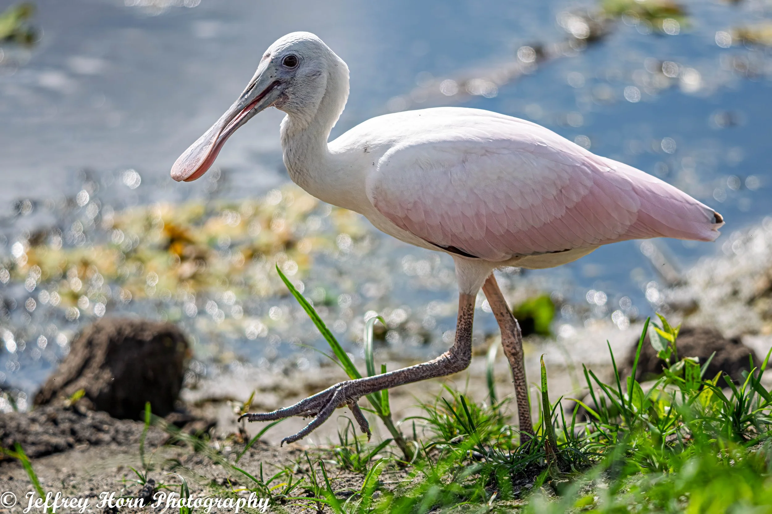 Roseate Spoonbill Immature-3.jpg