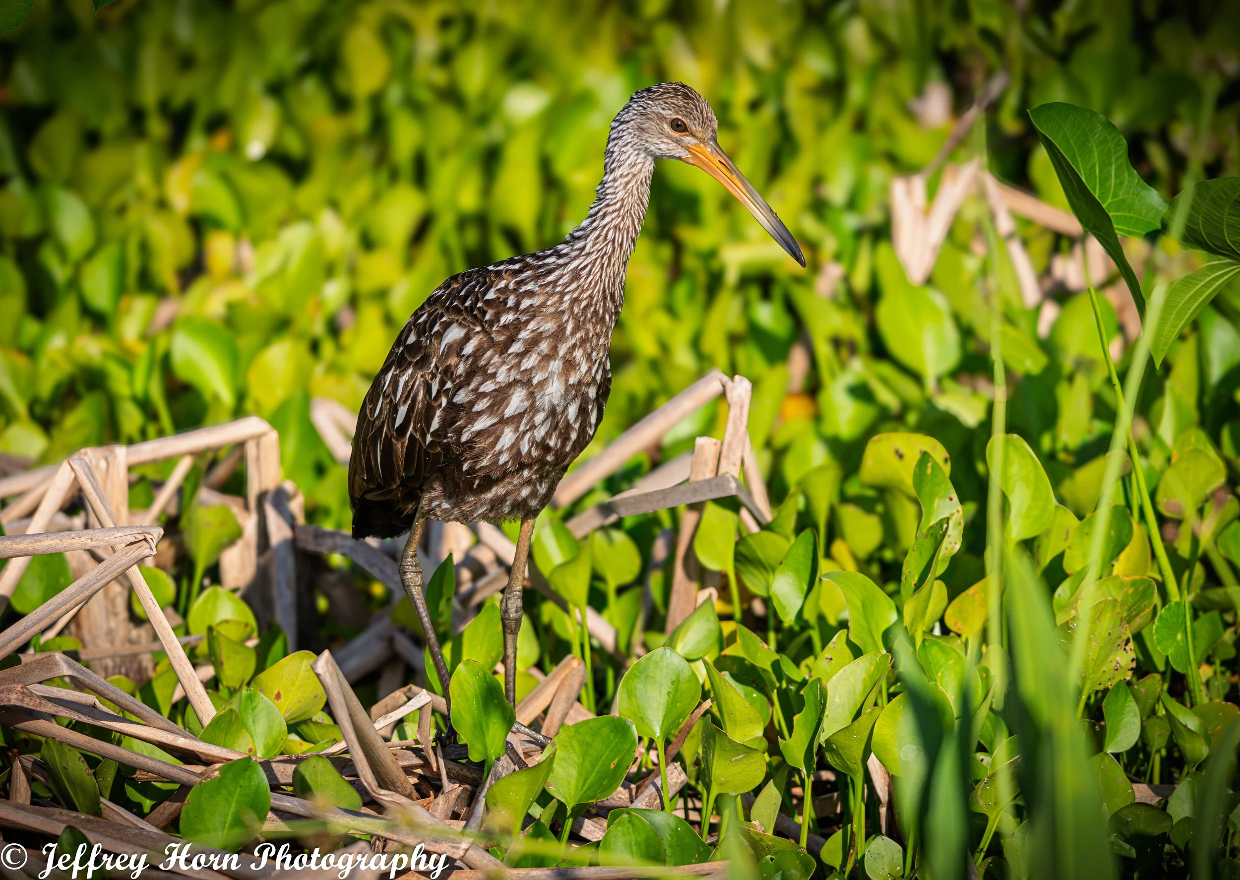 Limpkin-3.jpg