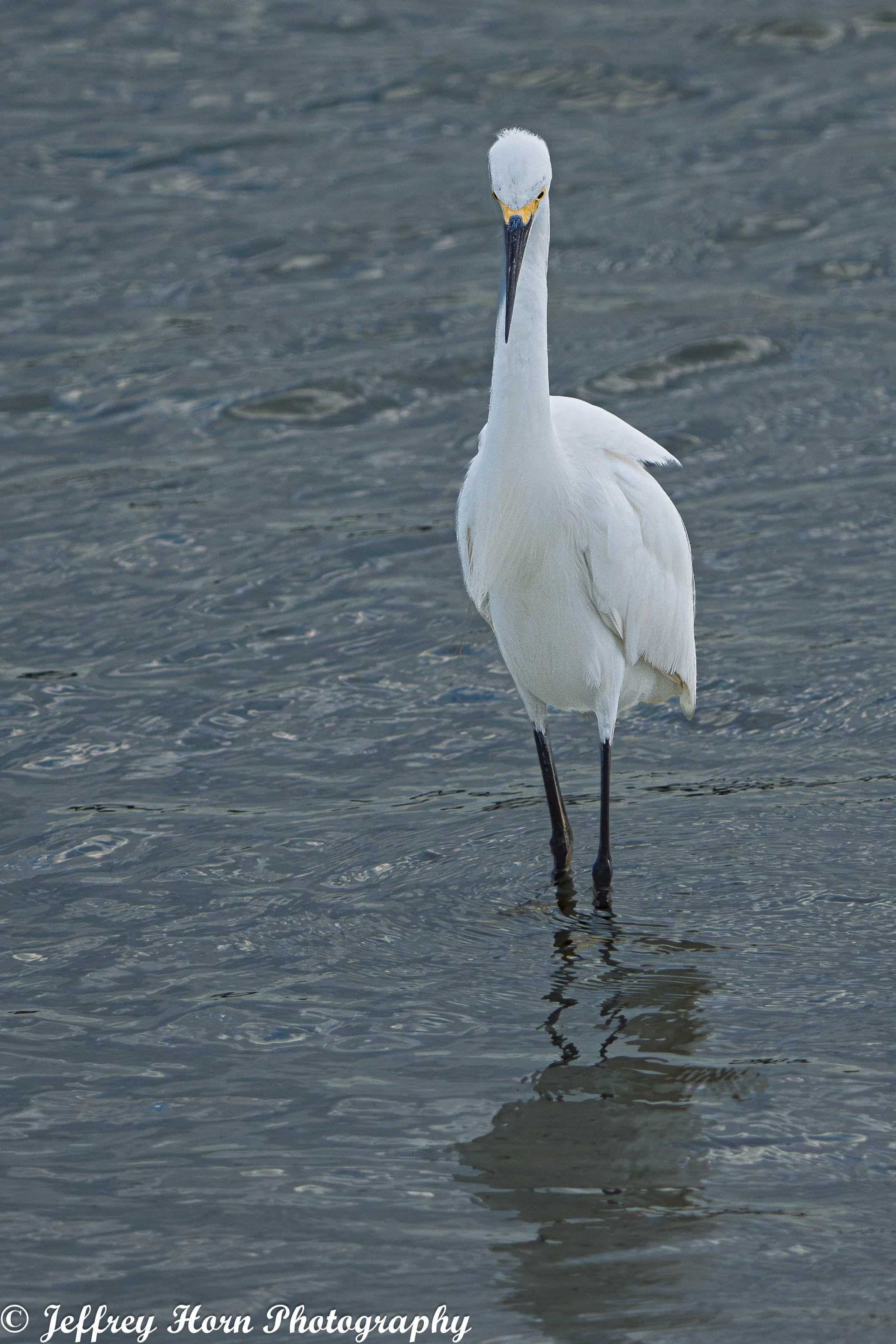 Snowy Egret standing in the water-1.jpg