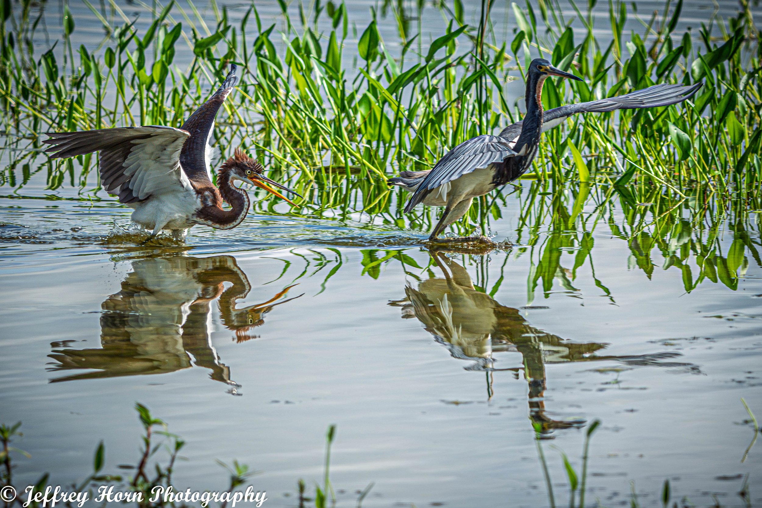 Immature Tricolored Heron running after another Tricolored Heron-11.jpg