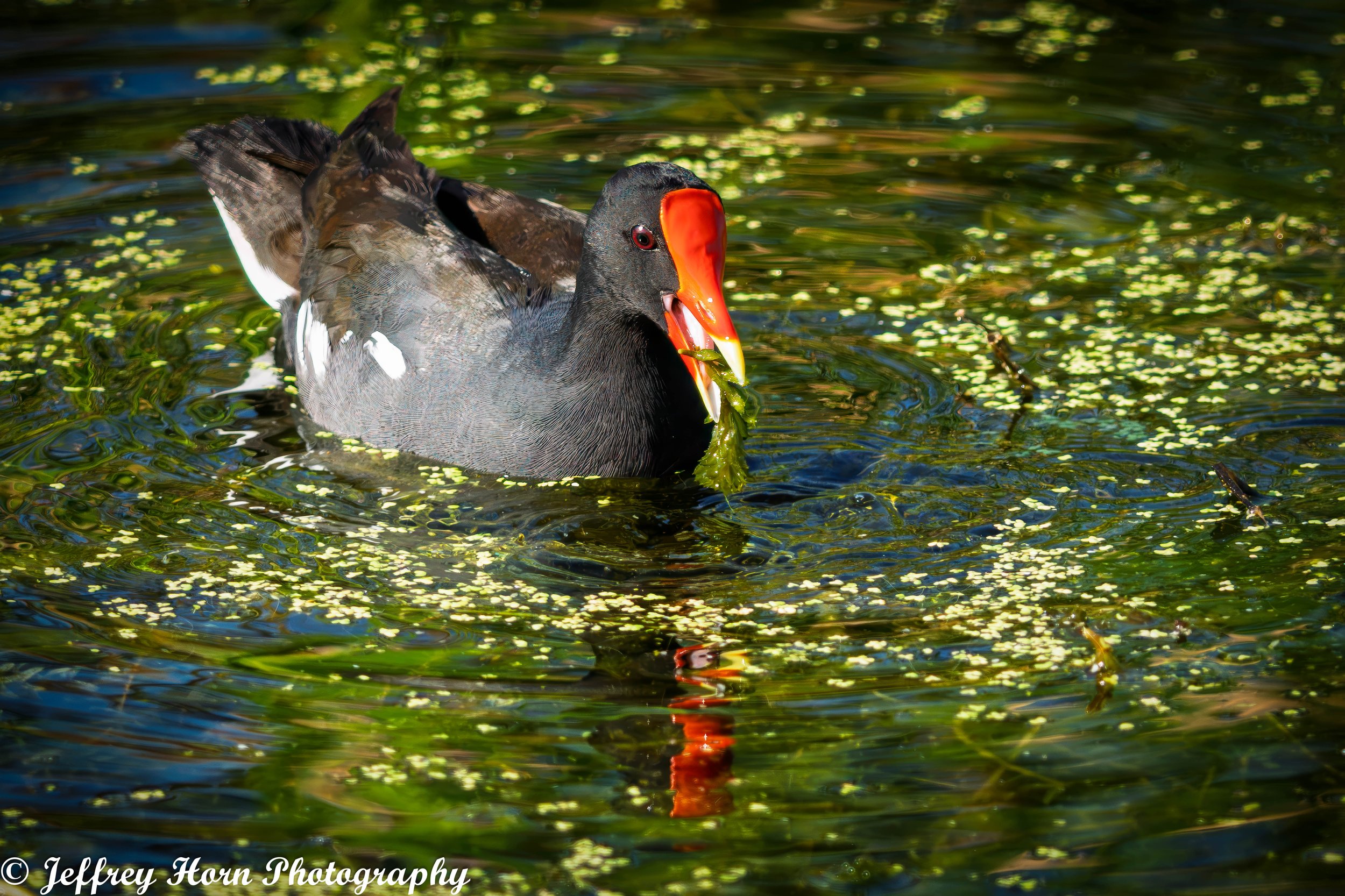 Common Galinule eating-2.jpg