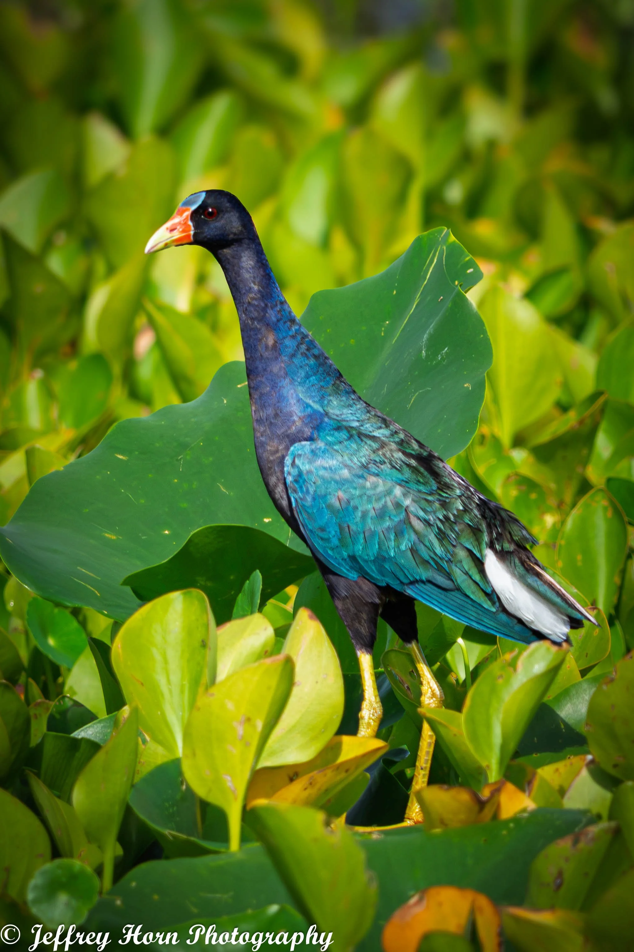 American Purple Gallinule -1.jpg