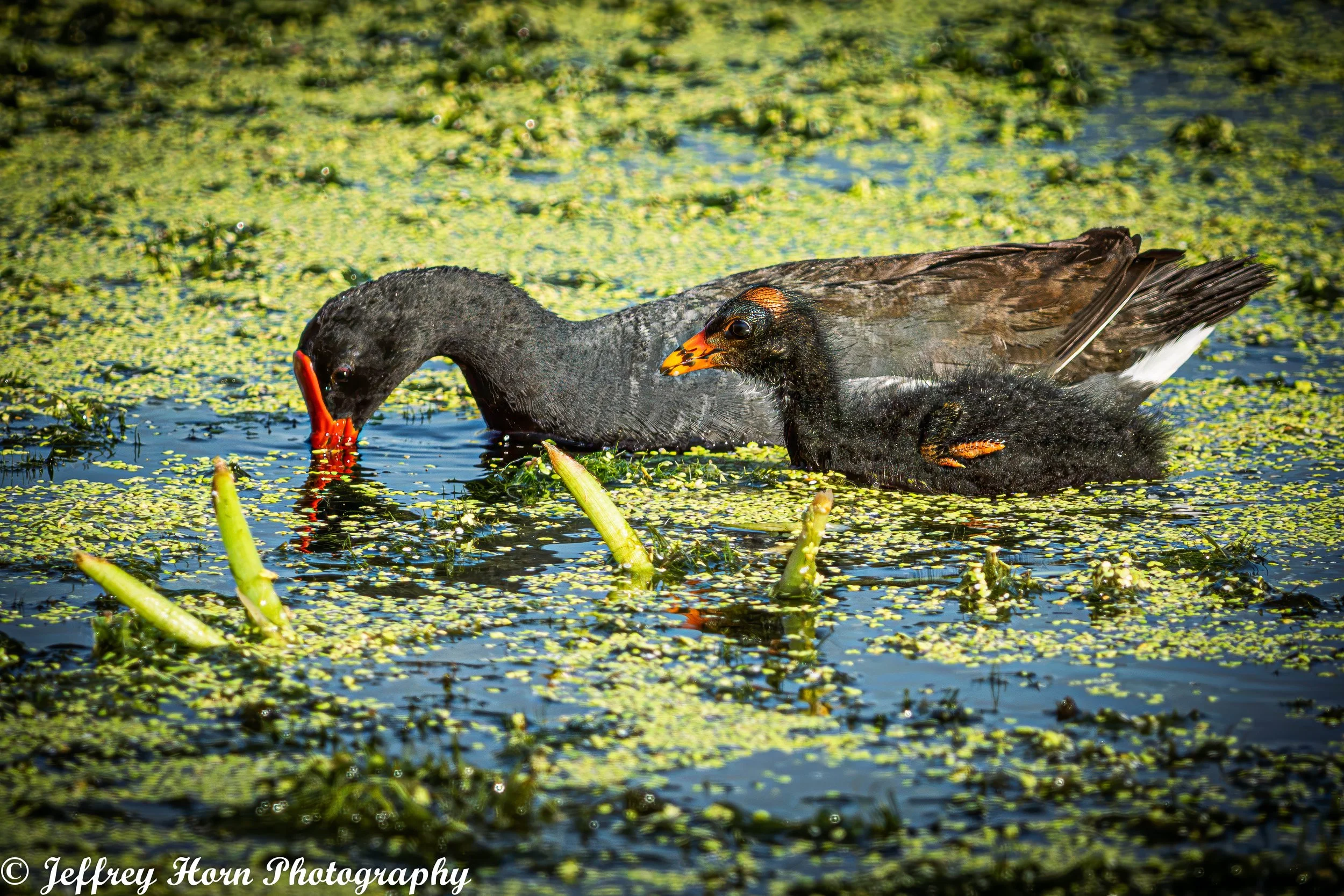 Common Gallinule mom and her chick-3.jpg