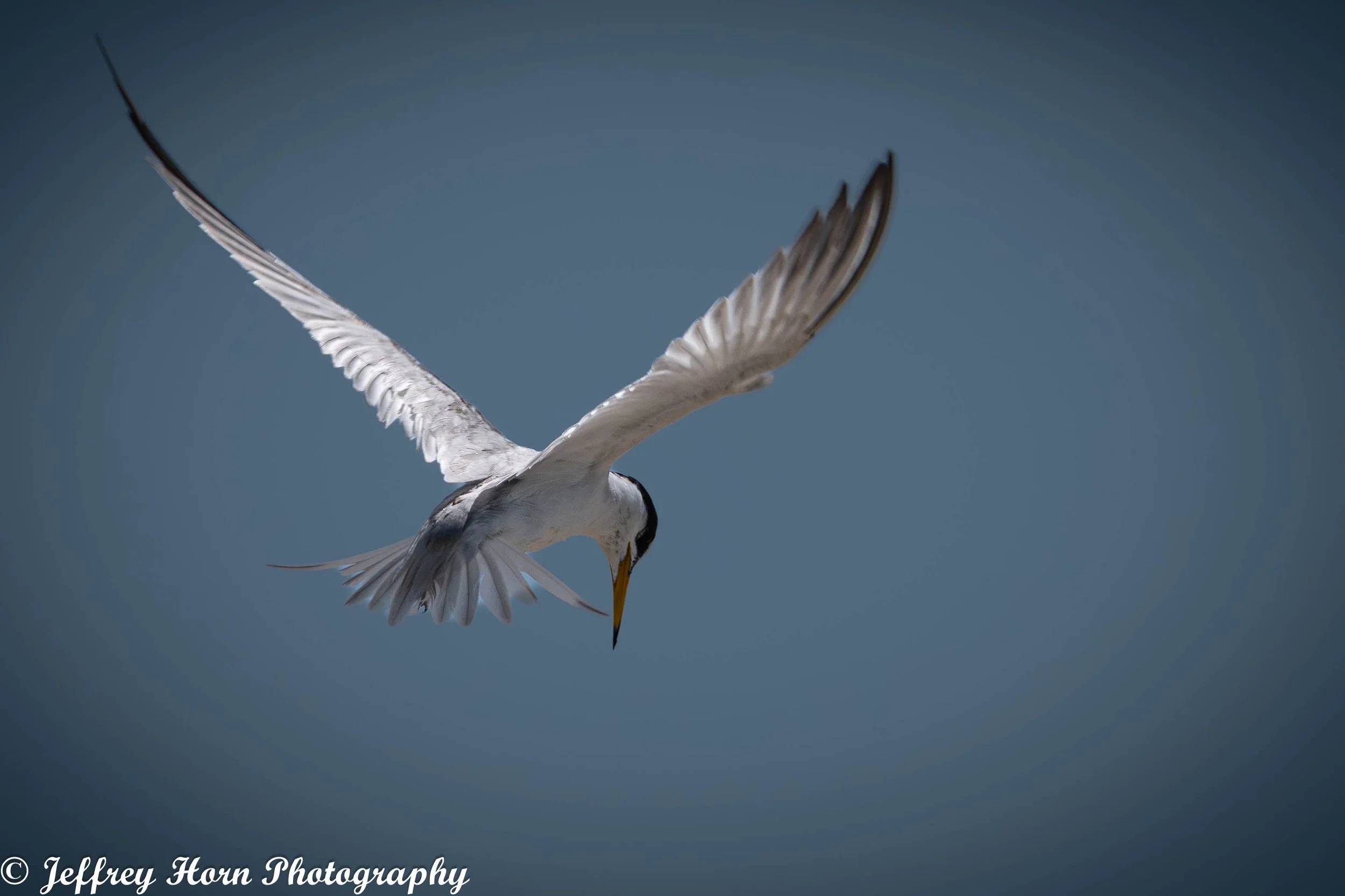 Least Tern hovering-1.jpg