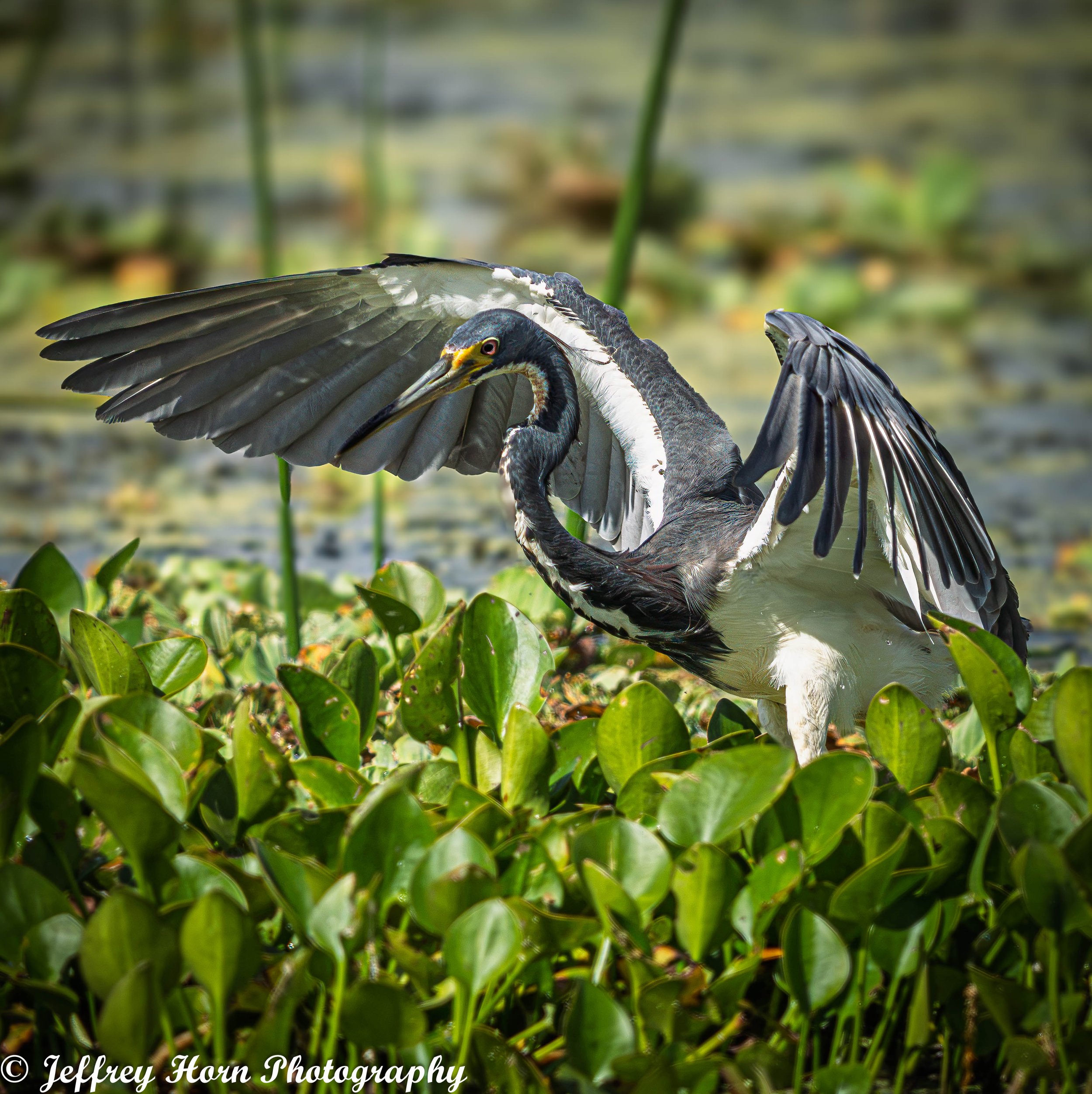 Tricolored Heron flapping-3.jpg