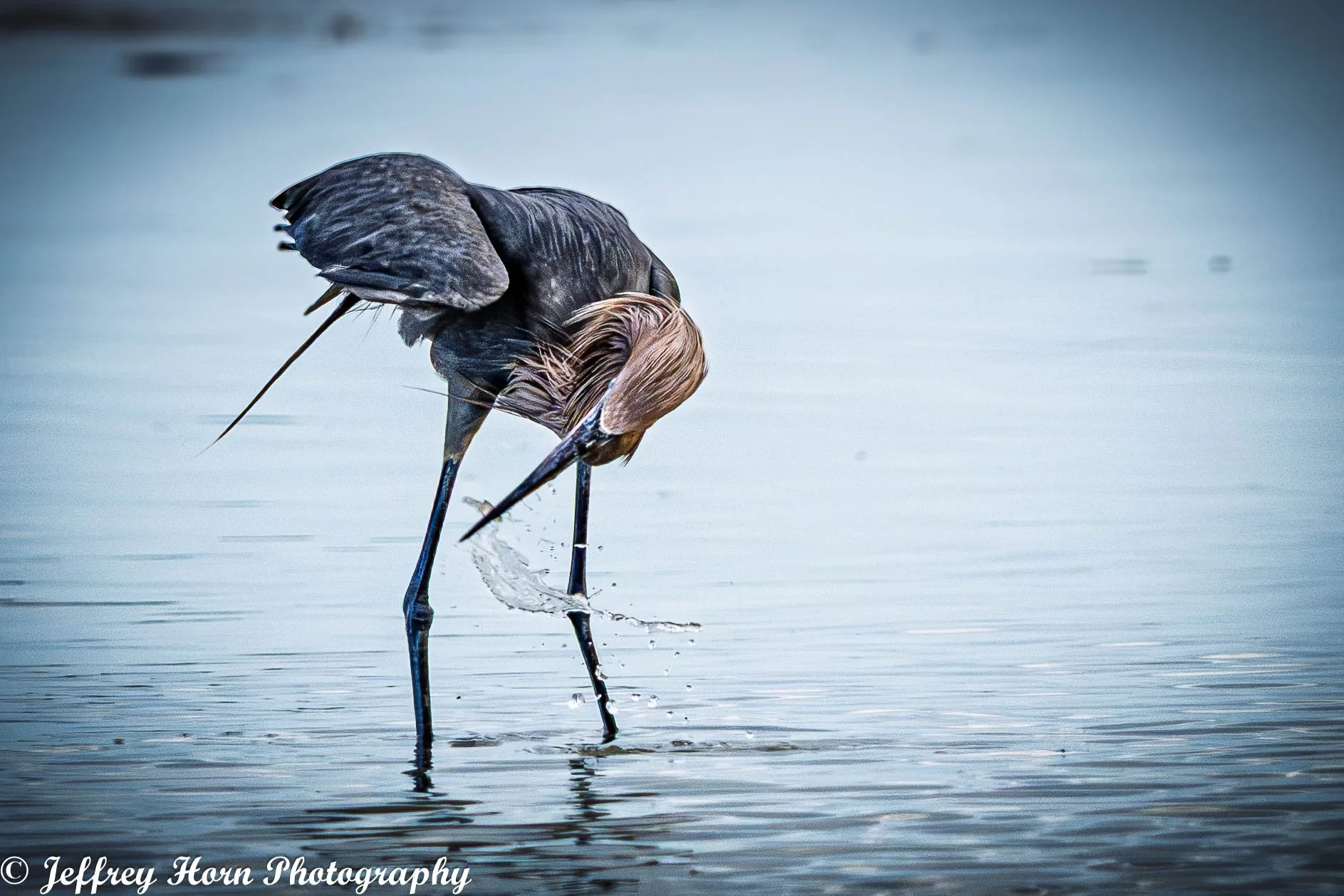 Reddish Egret shaking its head with a fish-1-2.jpg