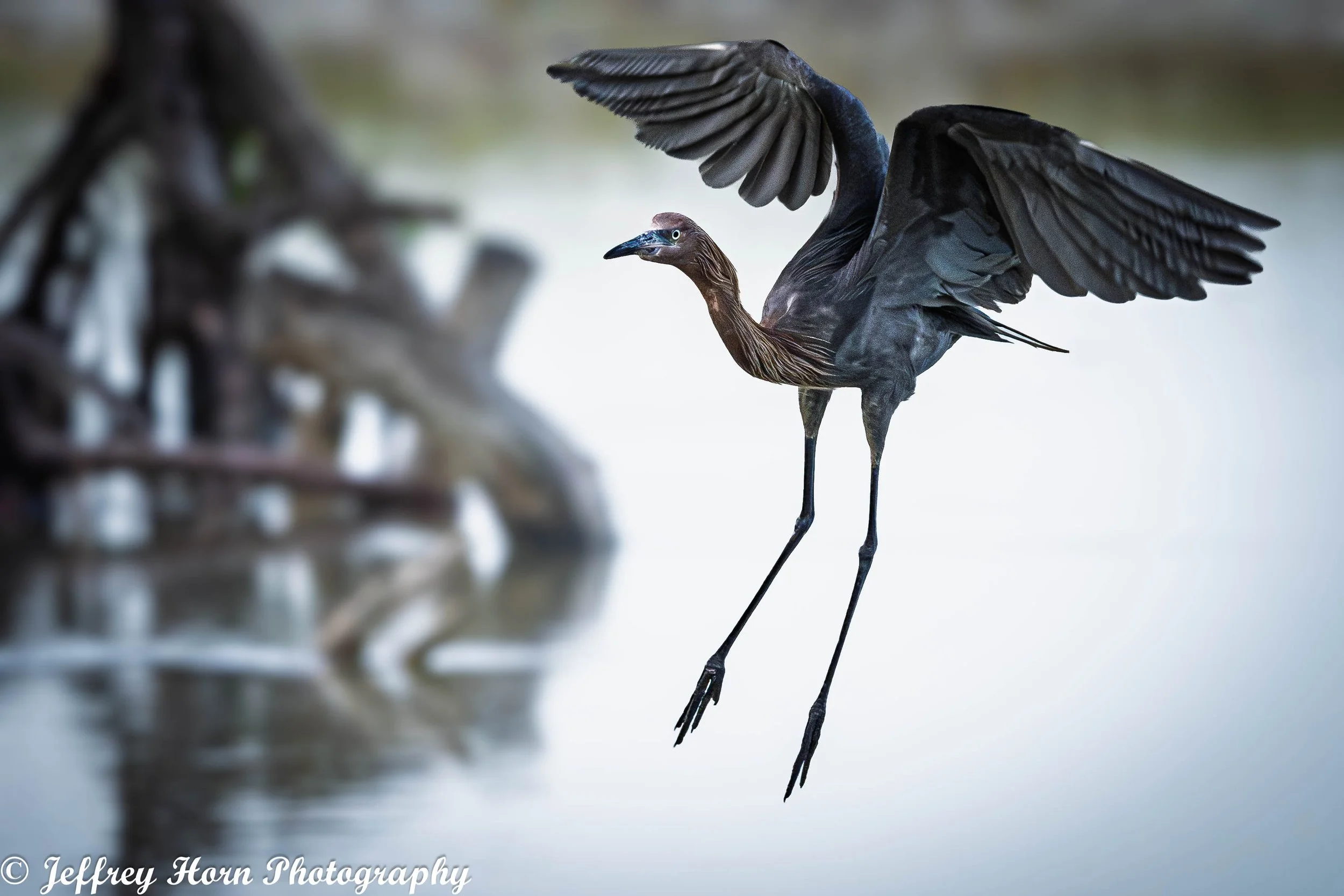 Reddish Egret taking off-1-2.jpg