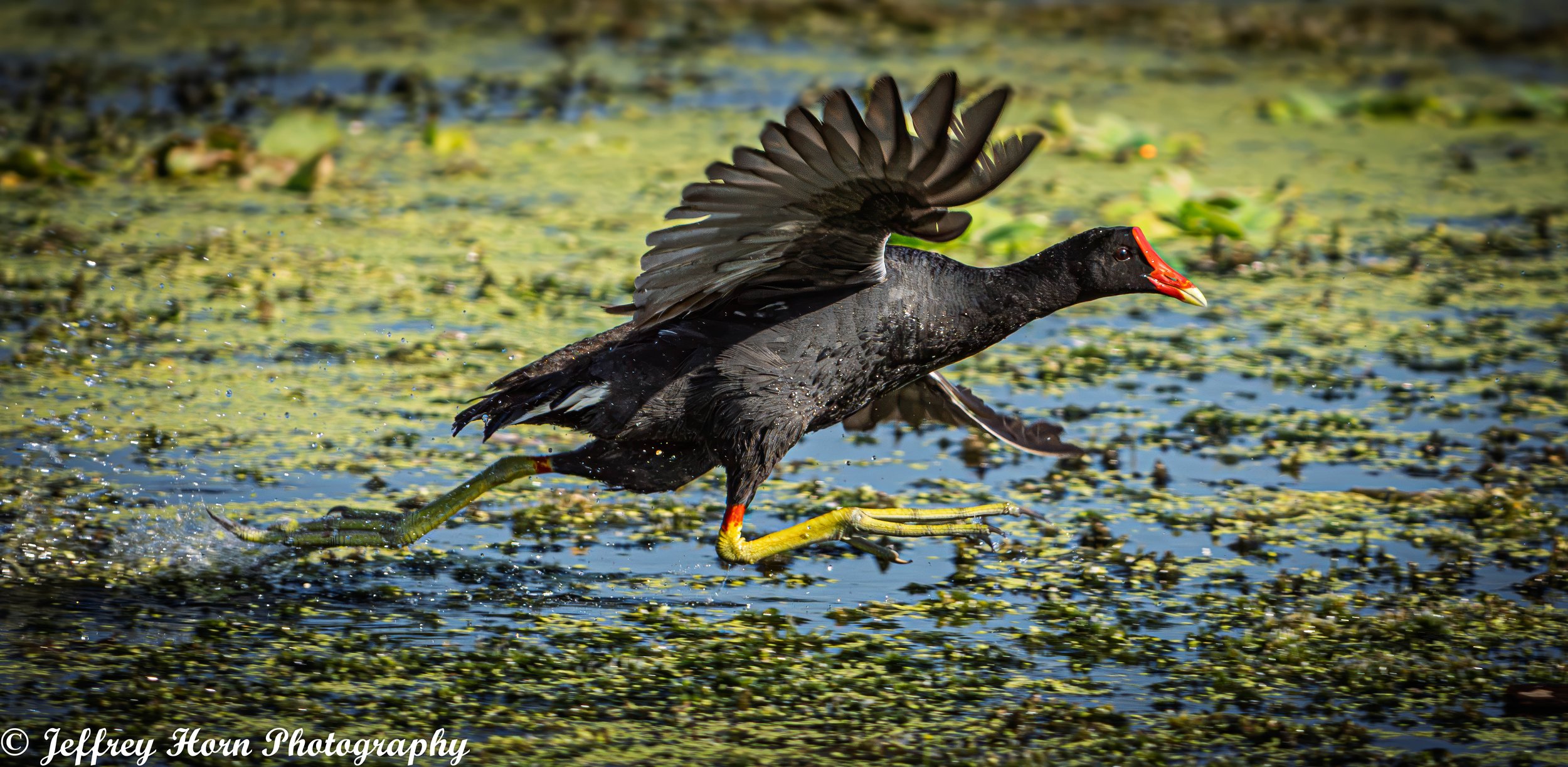 Common Gallinule running-3.jpg