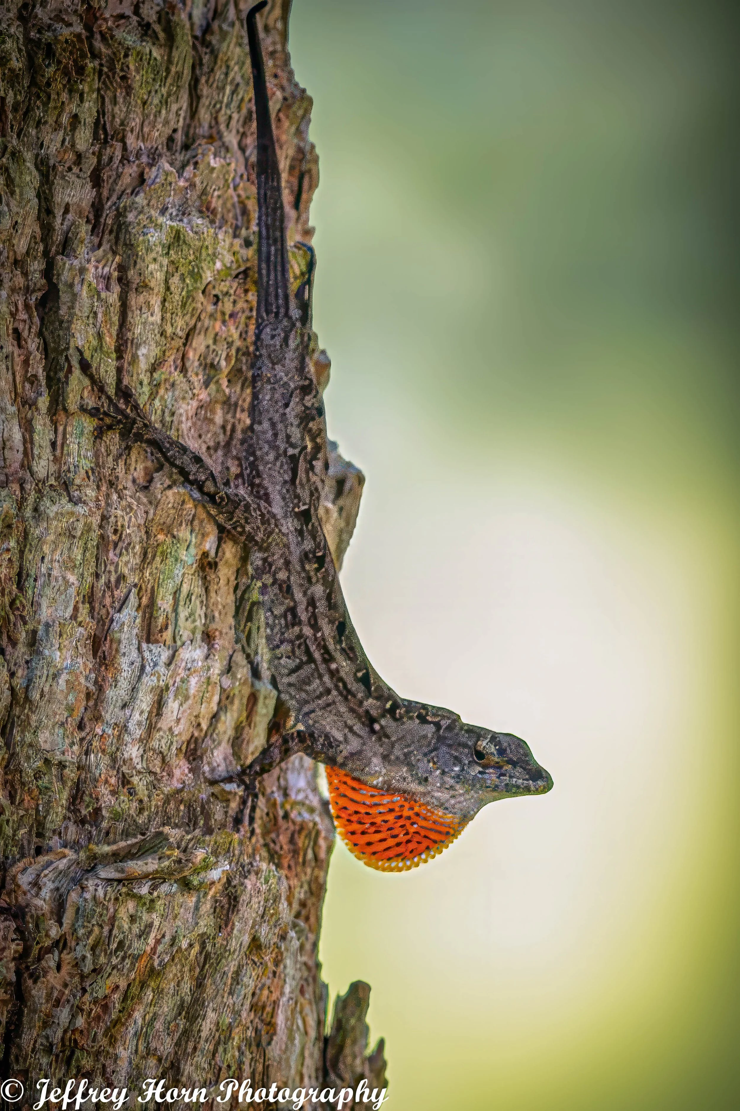 Brown Anole Male on a tree-1.jpg