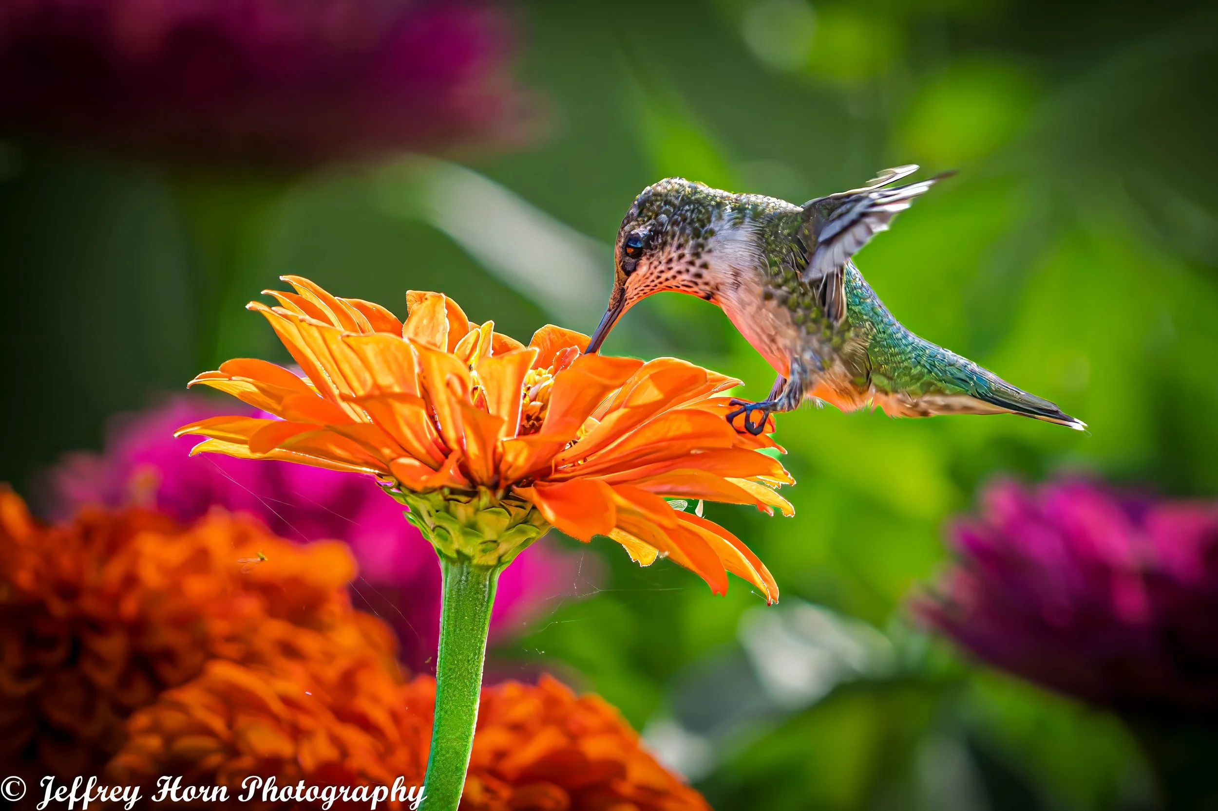 Ruby-throated Hummingbird feeding-5-2.jpg