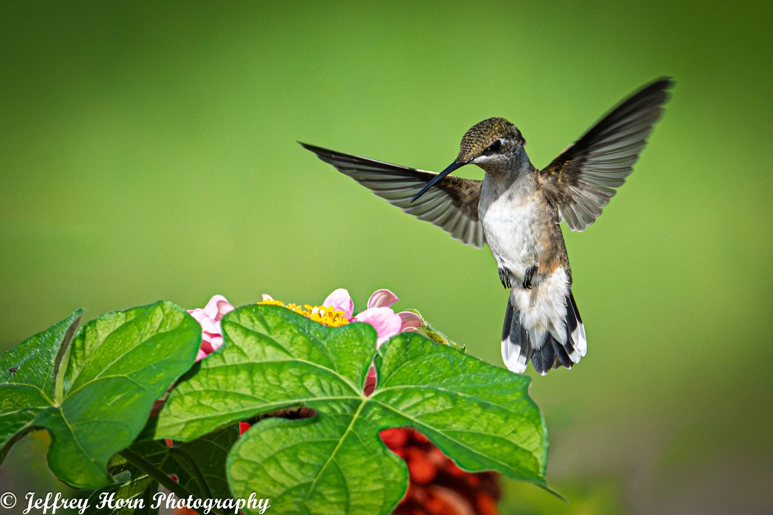 Ruby-throated Hummingbird feeding-3.jpg
