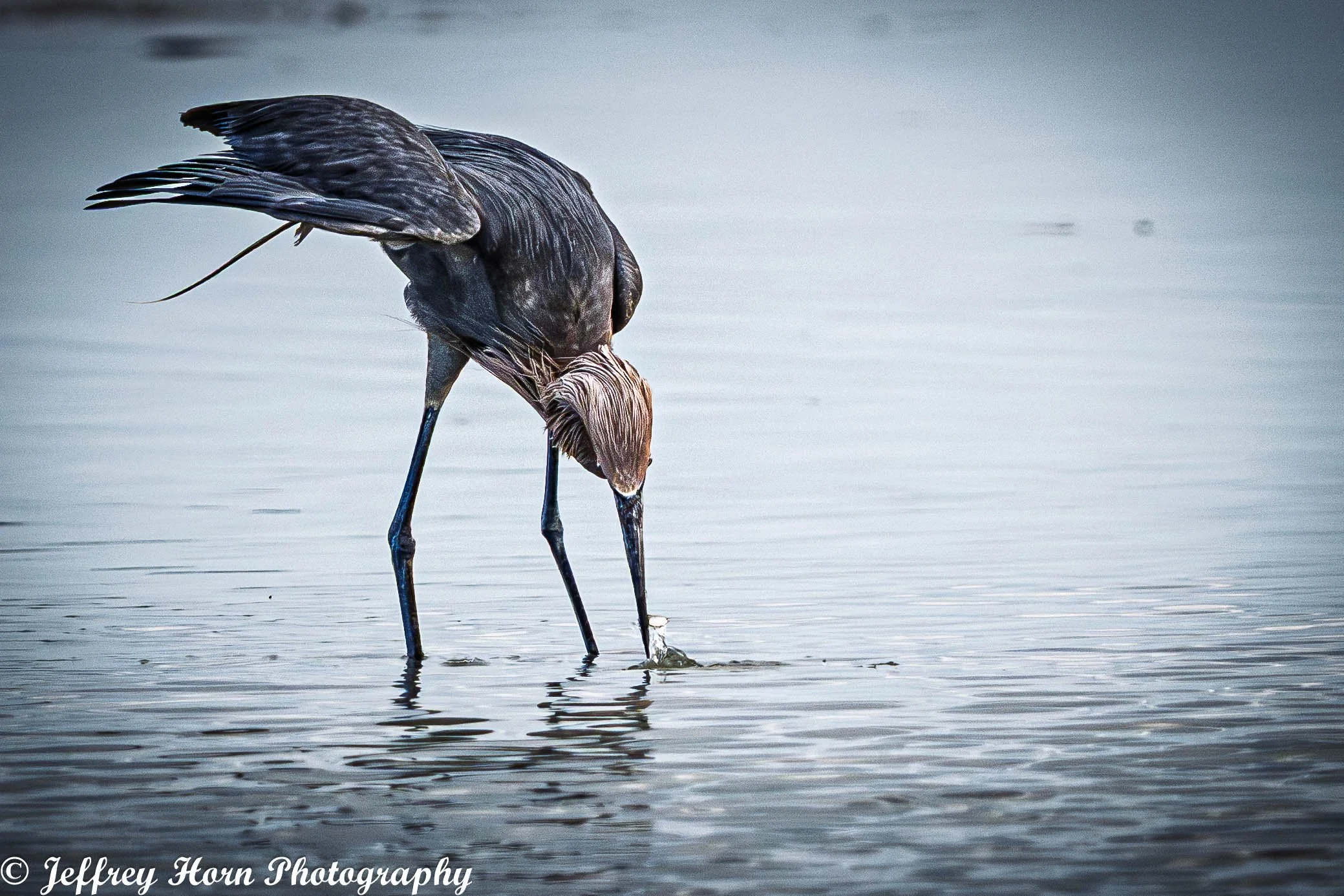 Reddish Egret catching a fish-1.jpg