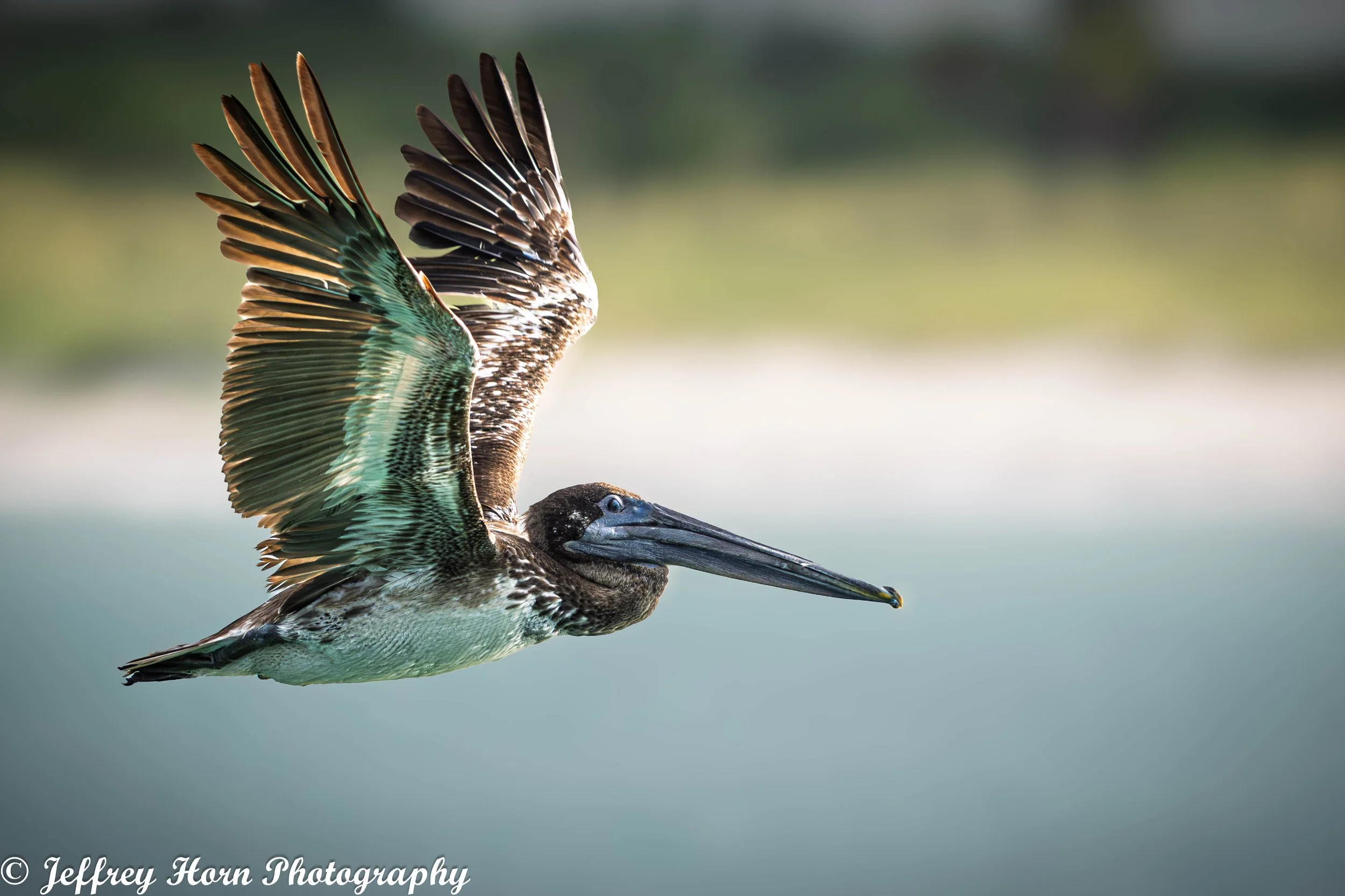 Brown Pelican in flight, side view-1.jpg