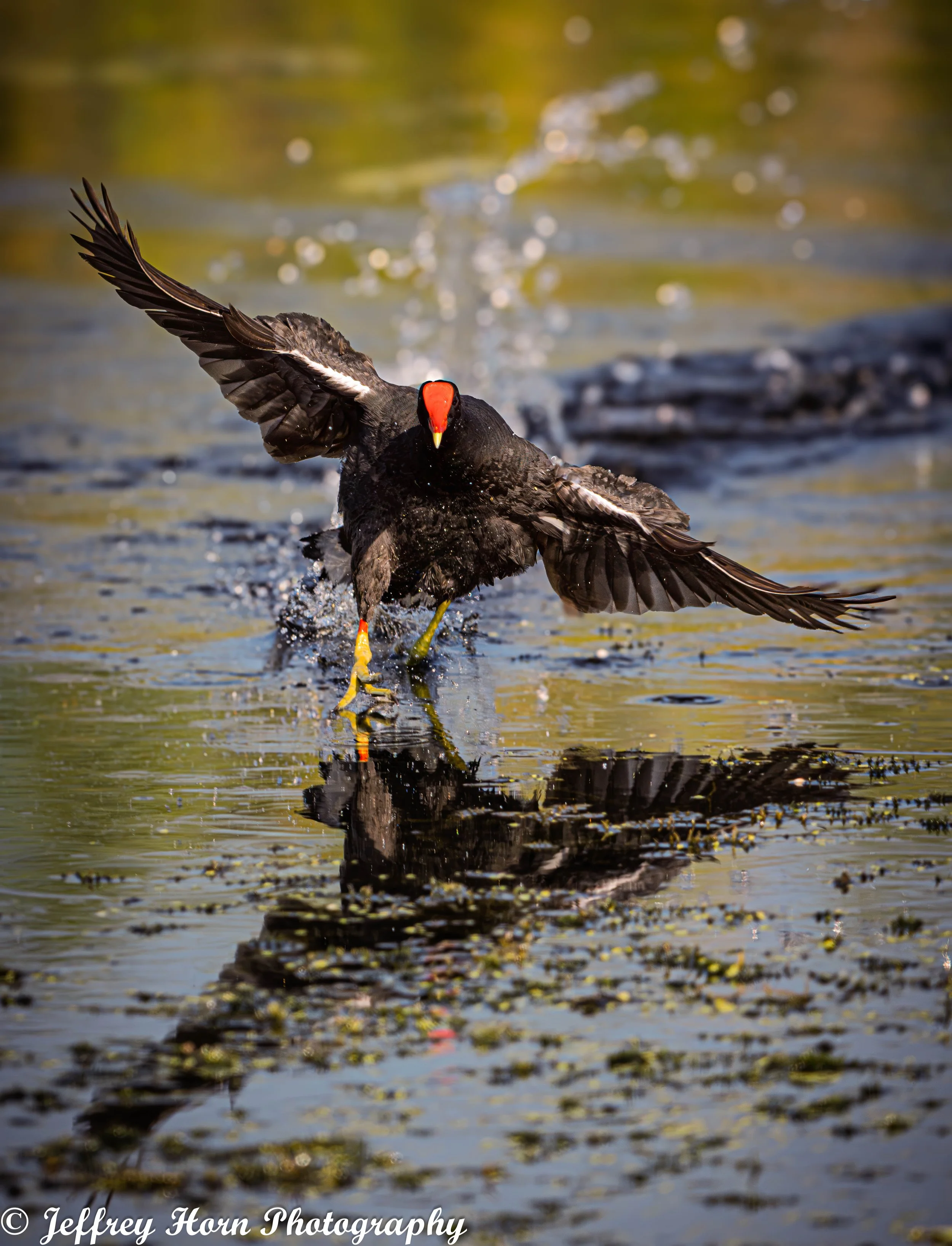 Common Gallinule running on the water-3.jpg
