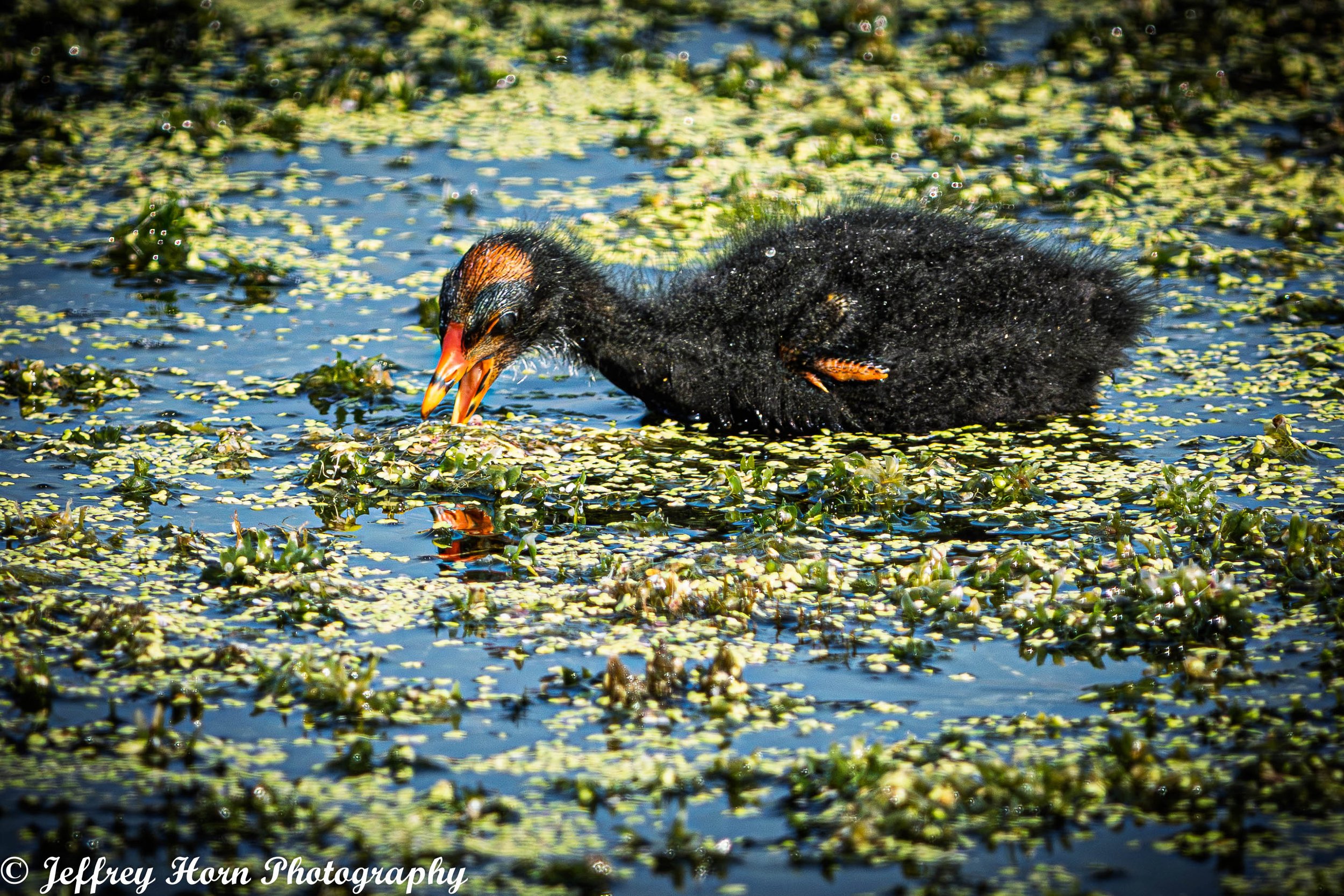 Common Gallinule chick with mouth open-1-2.jpg