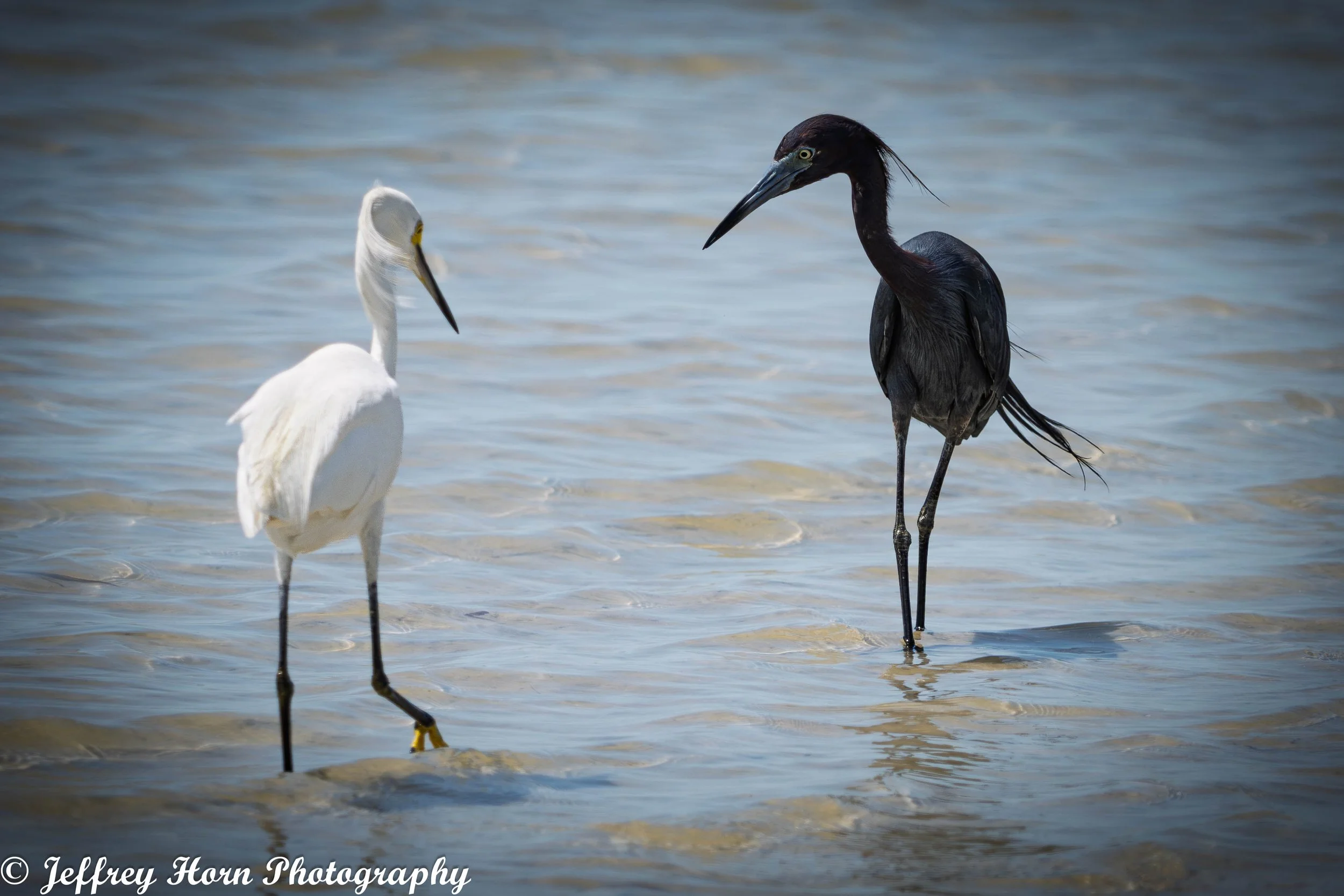 Little Blue Heron meets a Snowy Egret-1.jpg