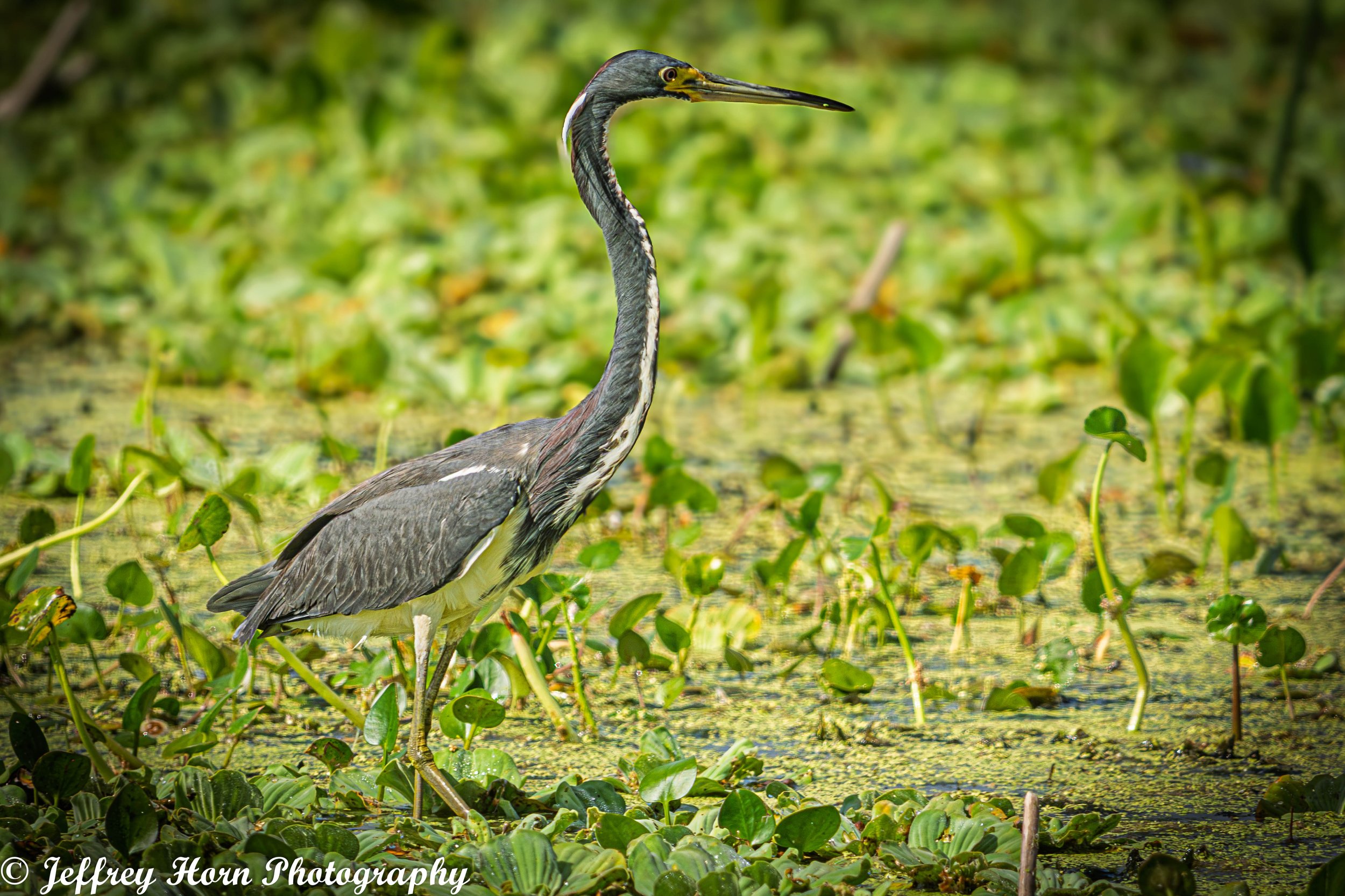 Tricolored Heron-1.jpg