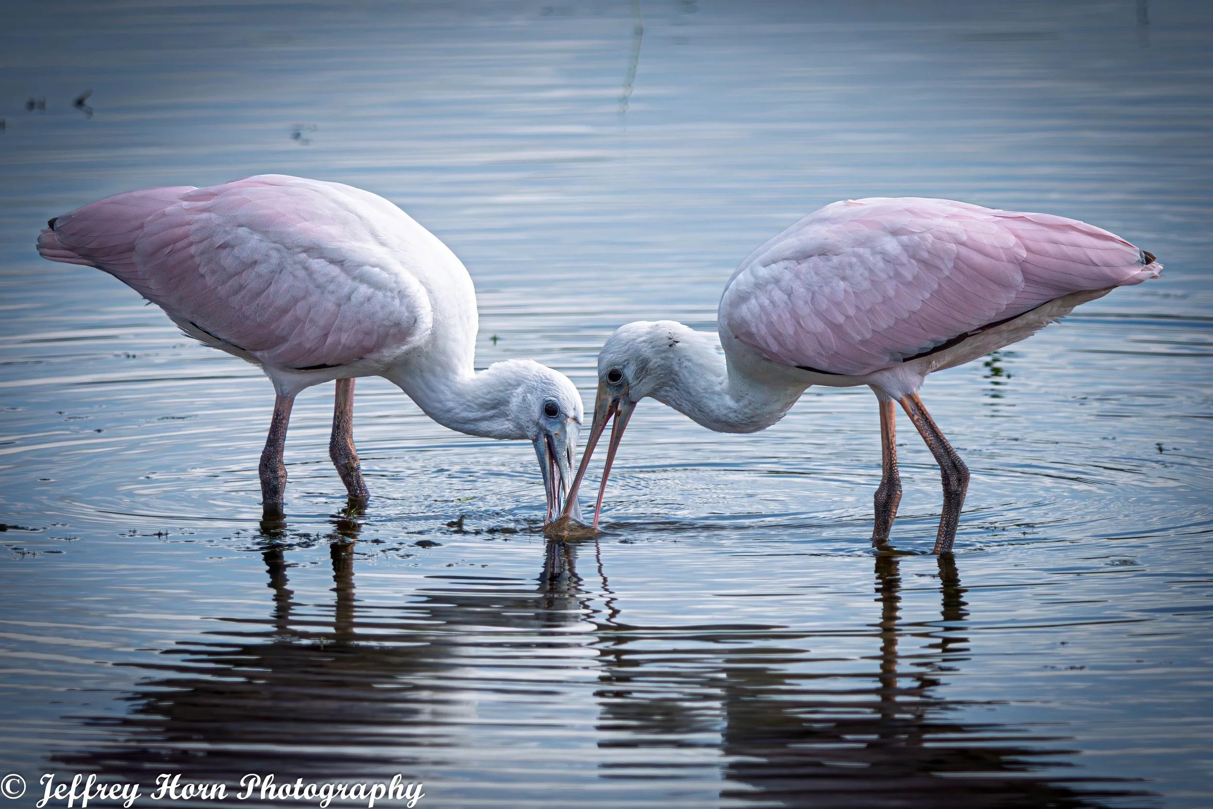 Immature and Mature Roseate Spoonbills feeding-1.jpg