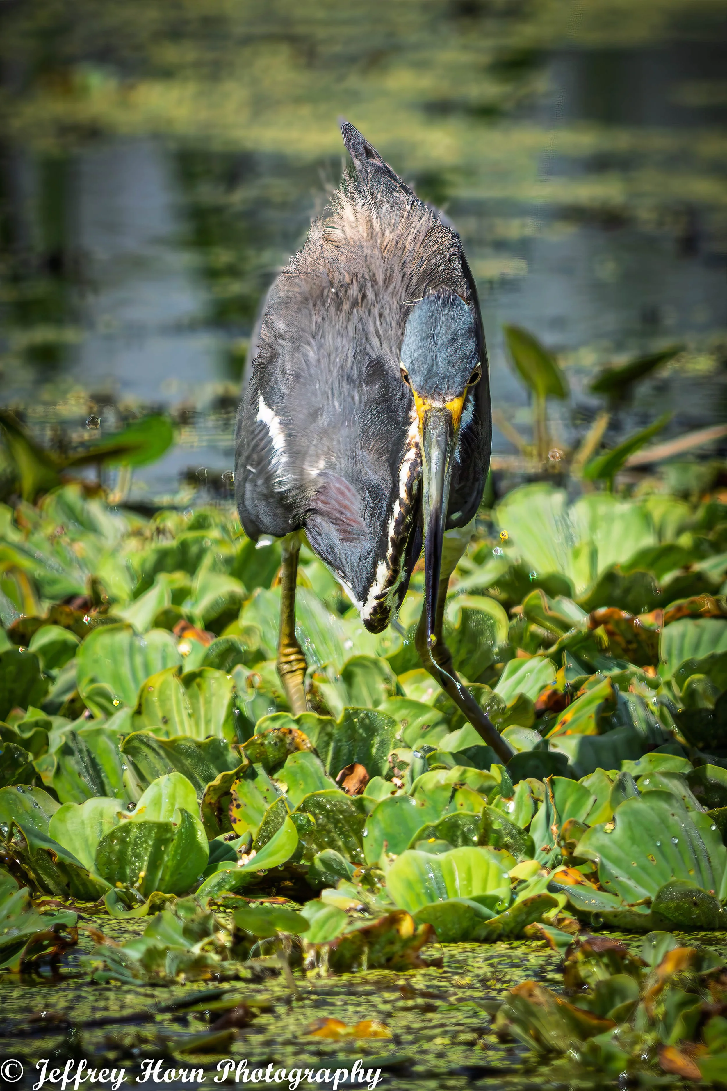 Tricolored Heron fishing-2.jpg