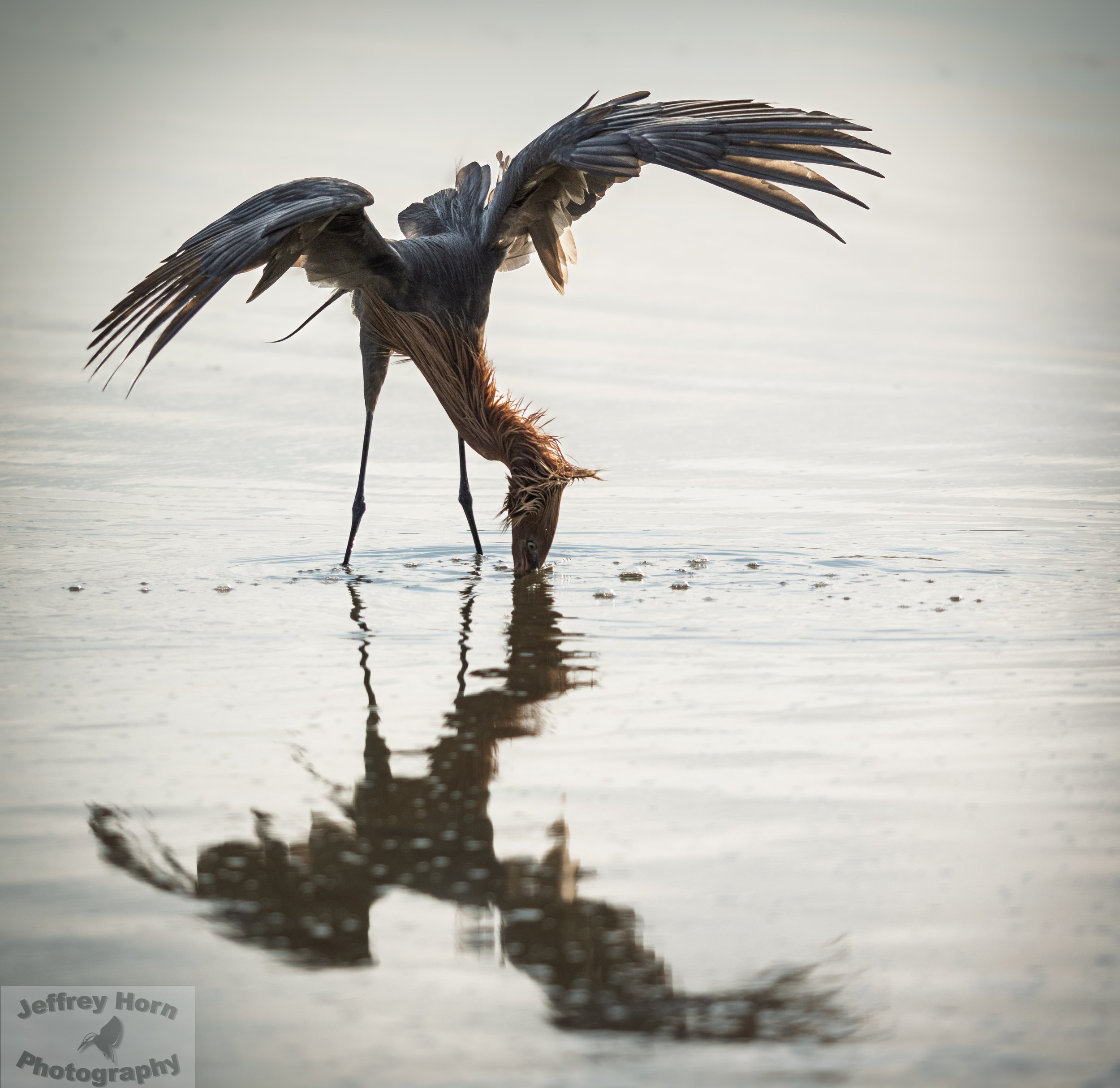 Reddish Egret wings out-1.jpg