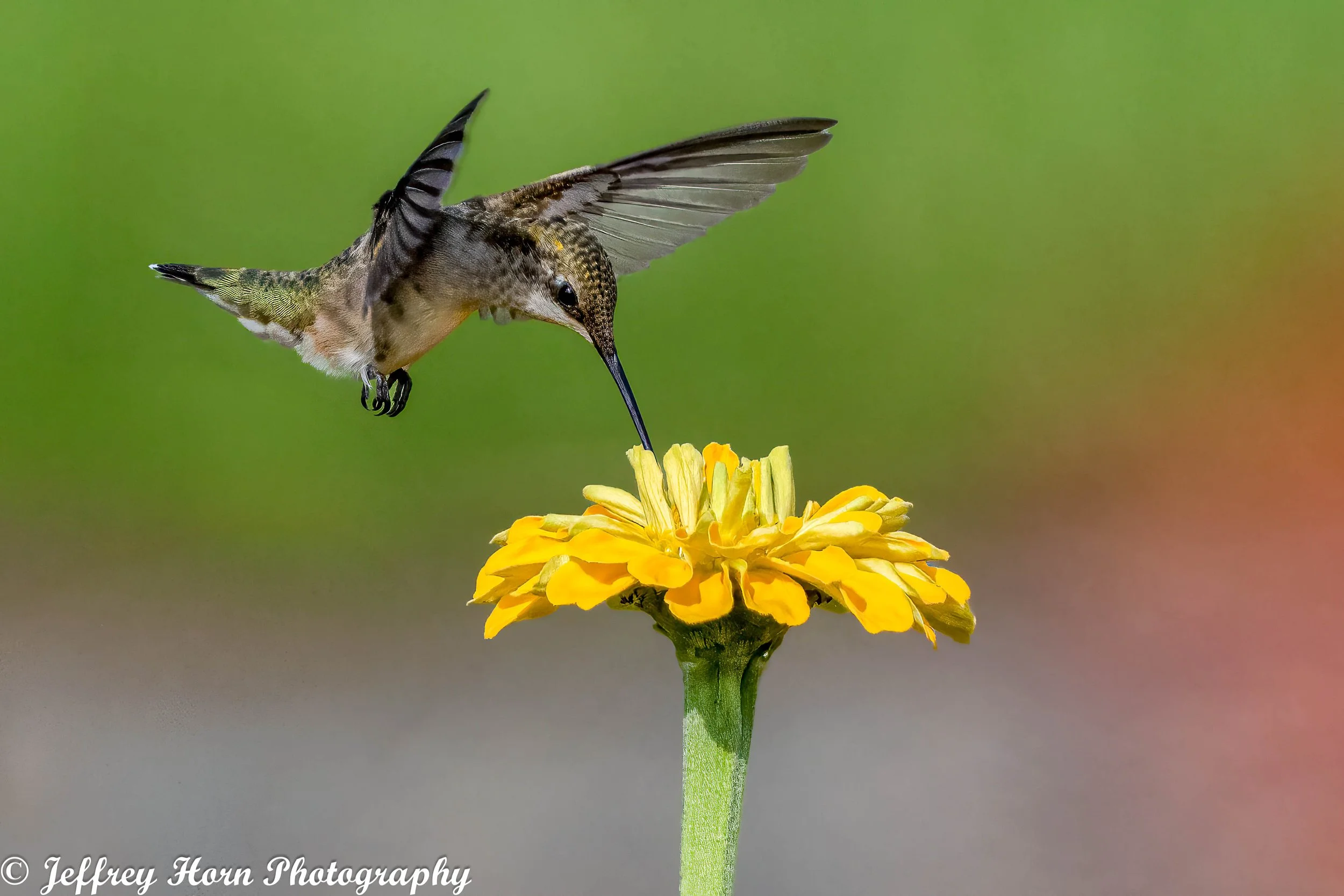 Ruby-throated Hummingbird feeding-1.jpg