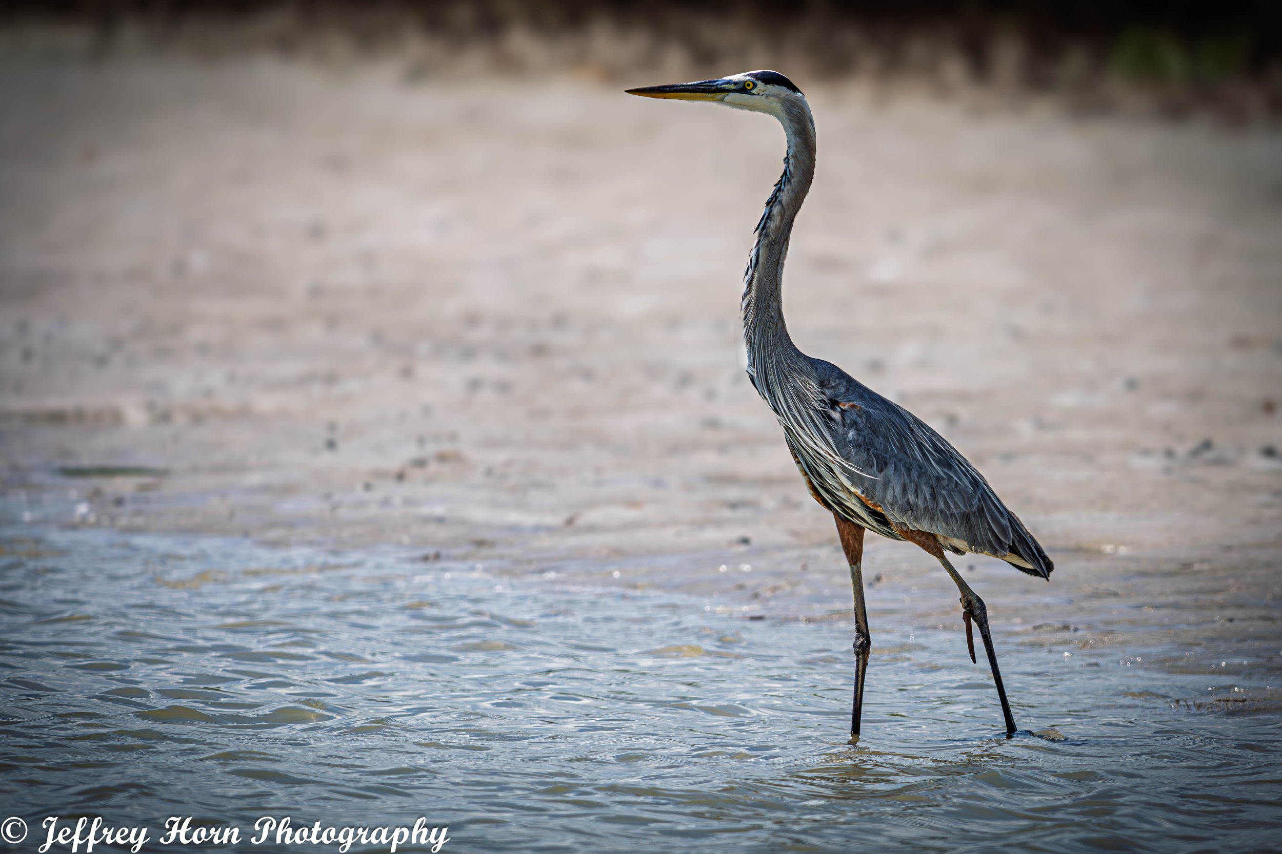 Great Blue Heron fishing lure in the leg-2.jpg
