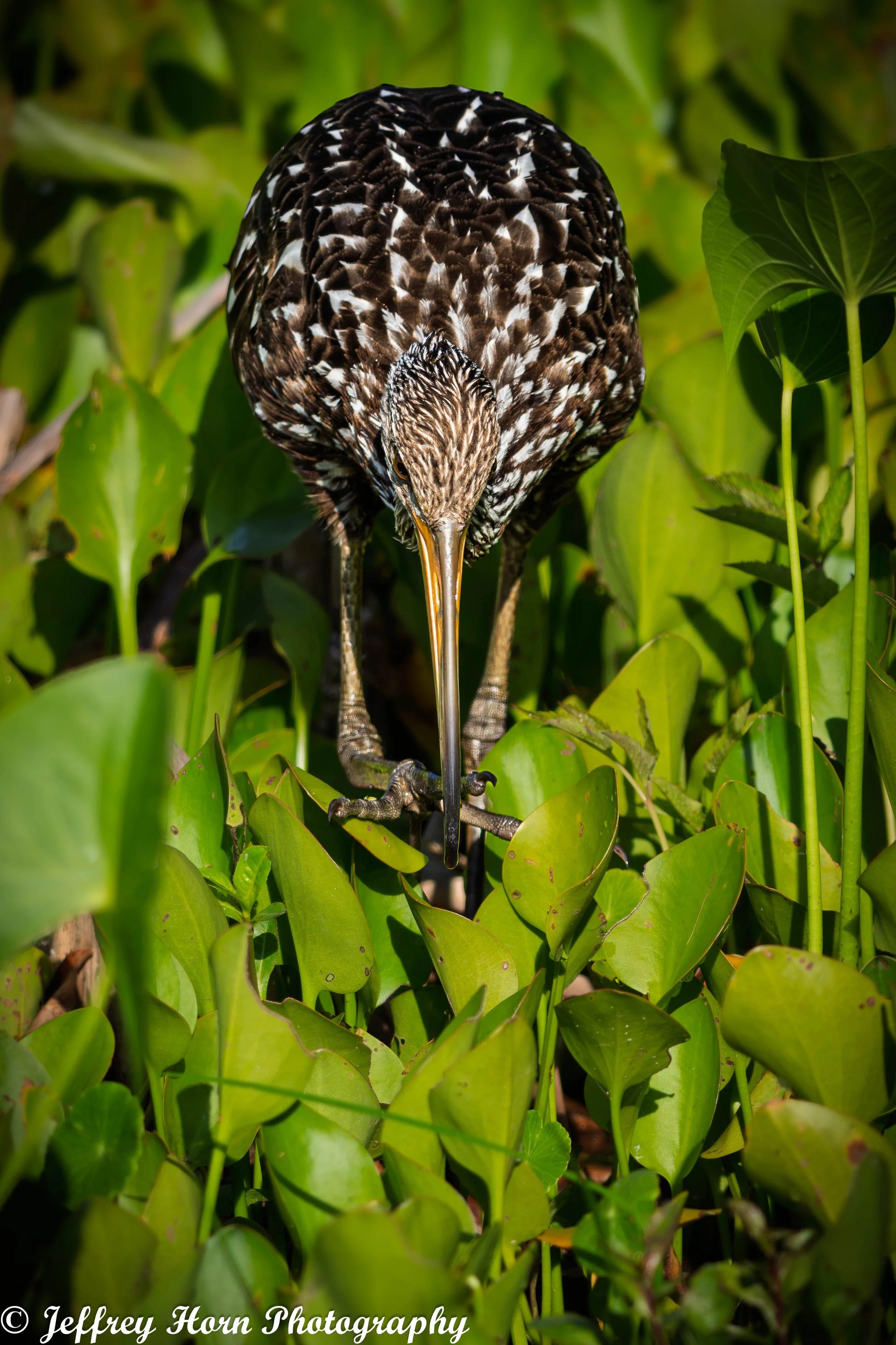Limpkin Walking-2.jpg