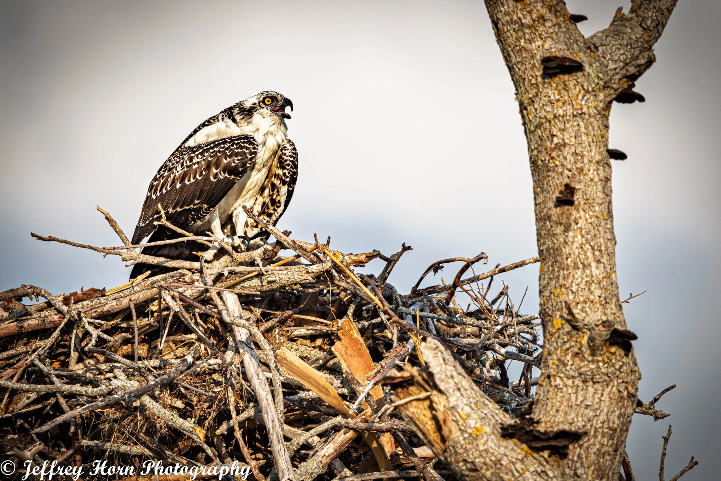 Osprey vocalizing in nest-1.jpg
