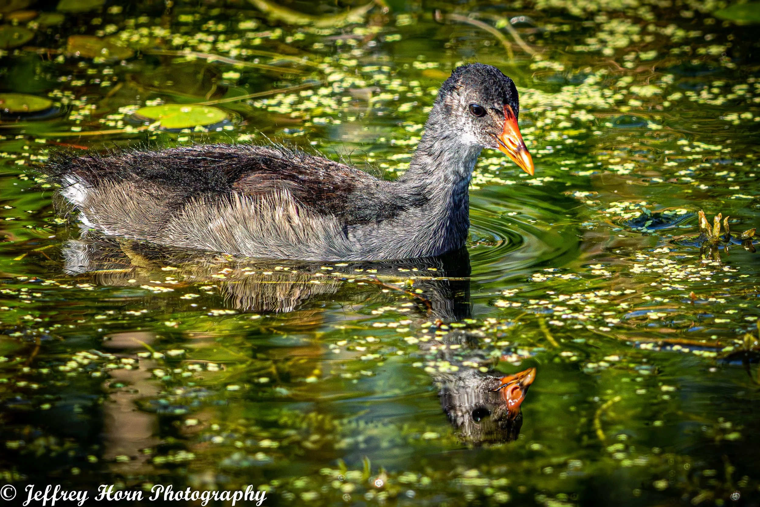 Common Gallinule chick with a reflection-1.jpg