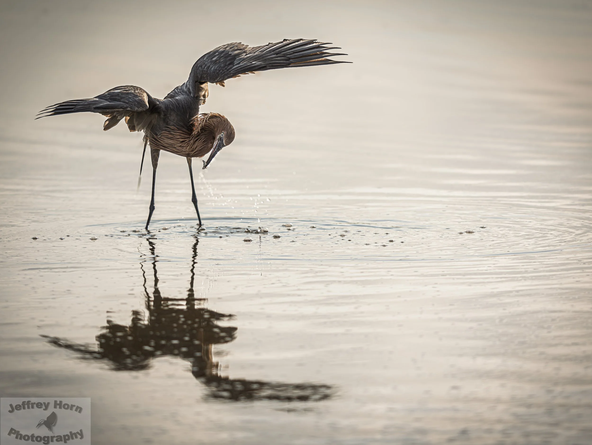Reddish Egret with a fish-3.jpg