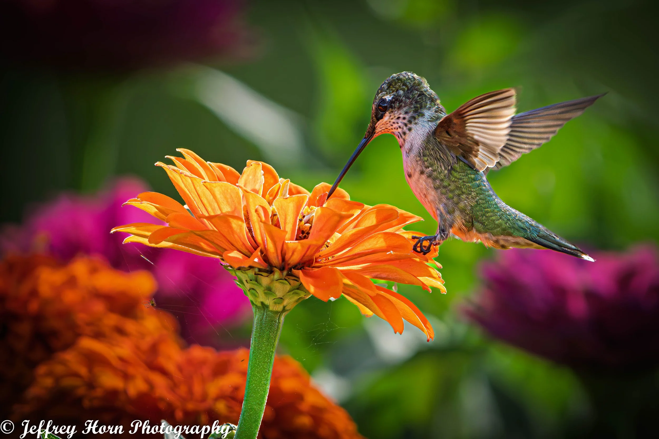 Ruby-throated Hummingbird feeding-7.jpg