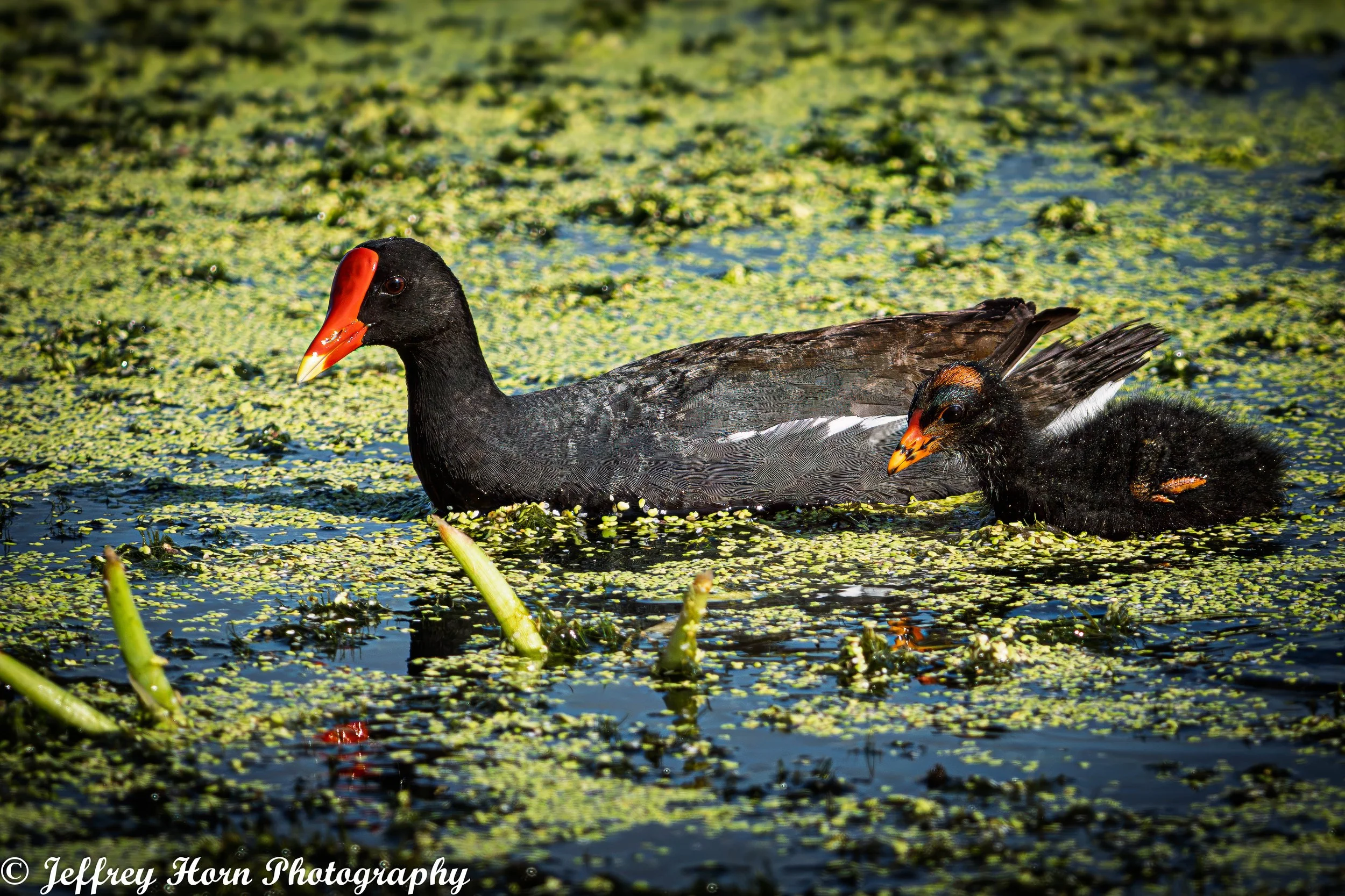 Common Gallinule mom and her chick-1.jpg