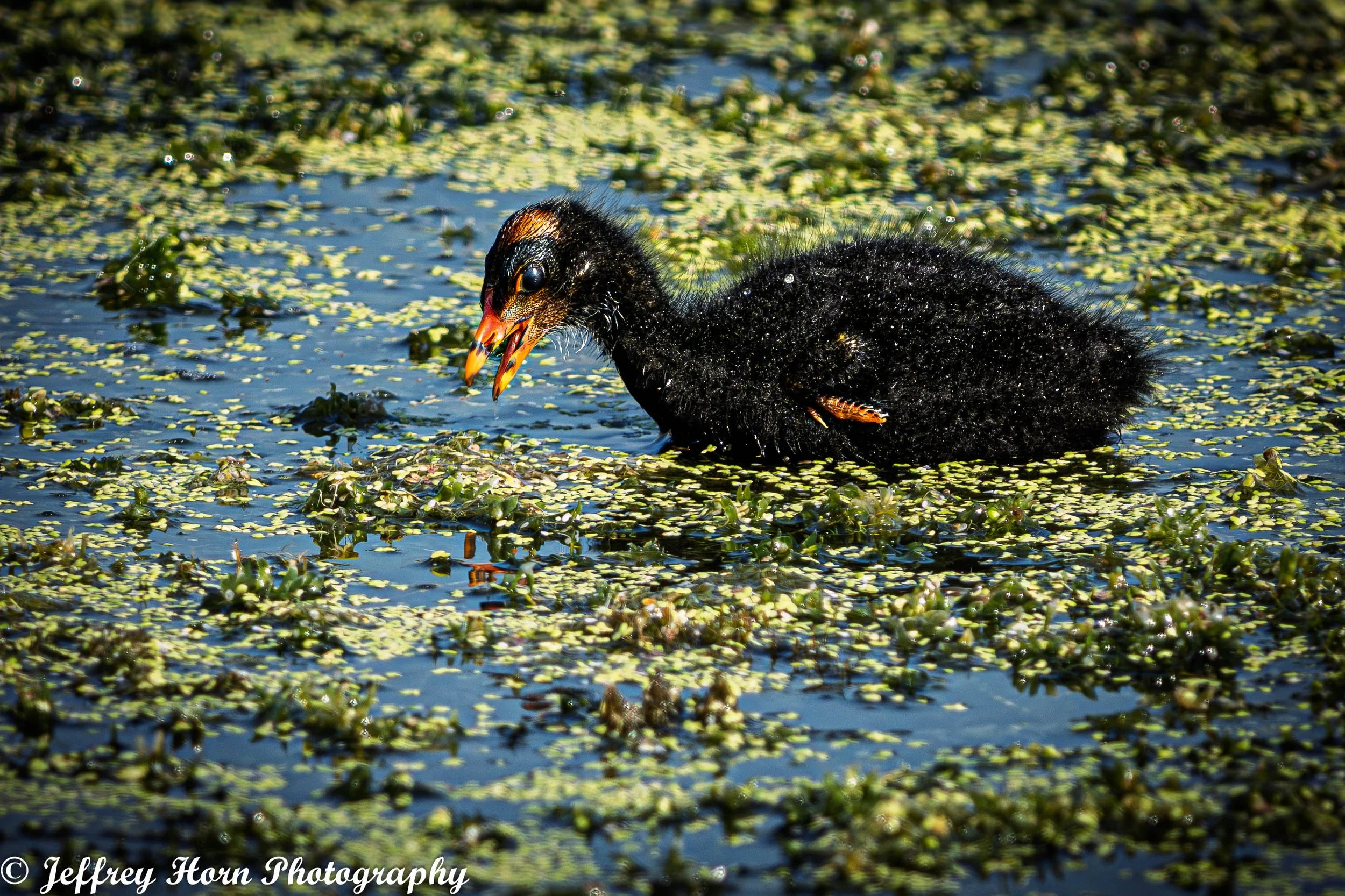 Common Gallinule chick with mouth open-1.jpg