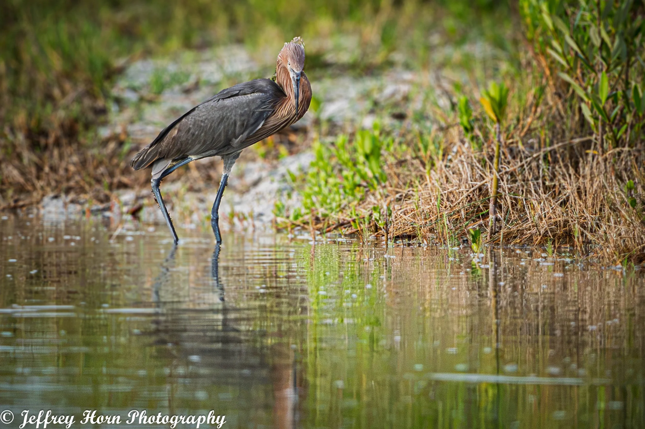 Reddish Egret standing in Fort De Soto-1.jpg