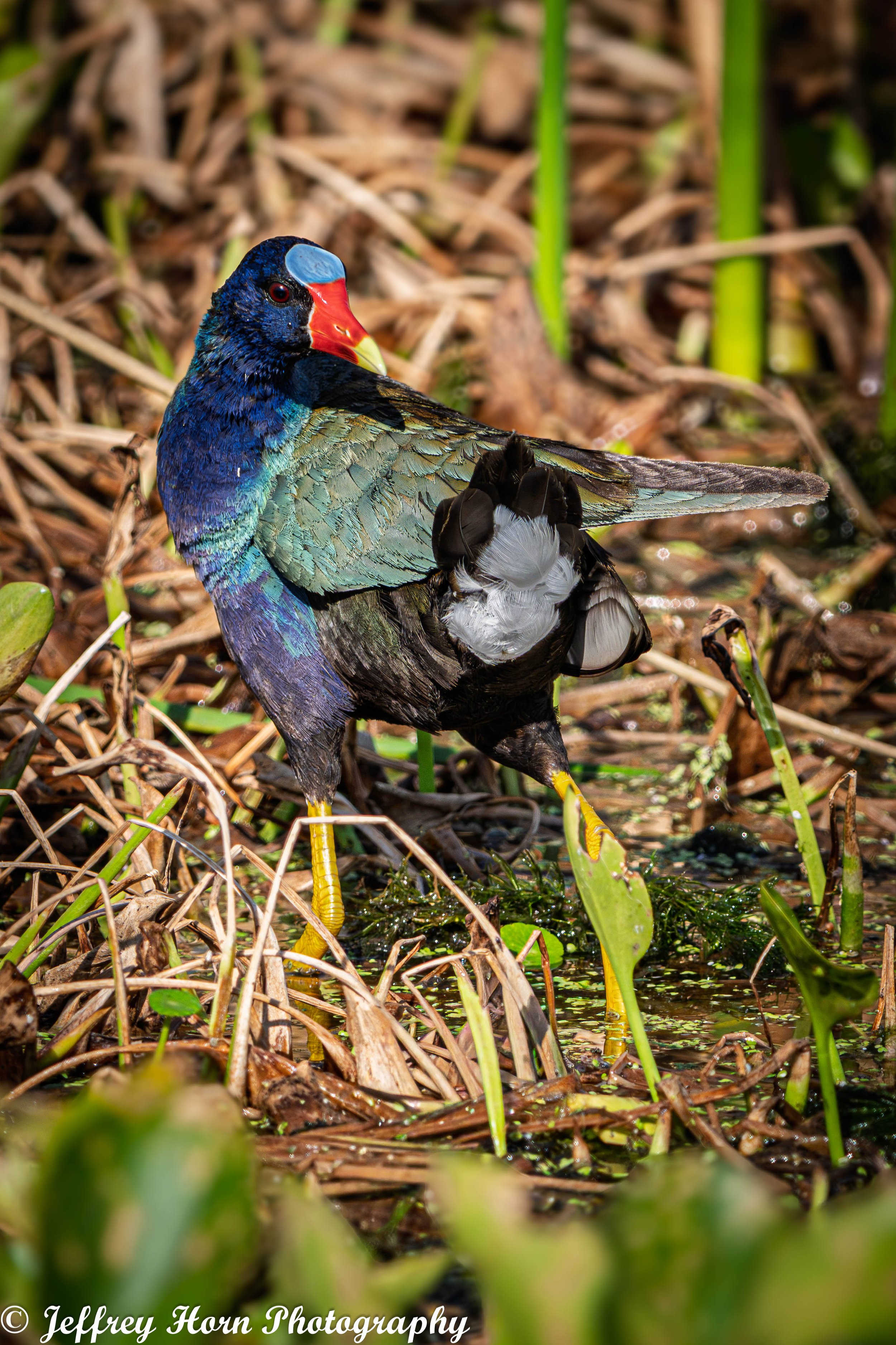 Purple Gallinule looking back-1.jpg