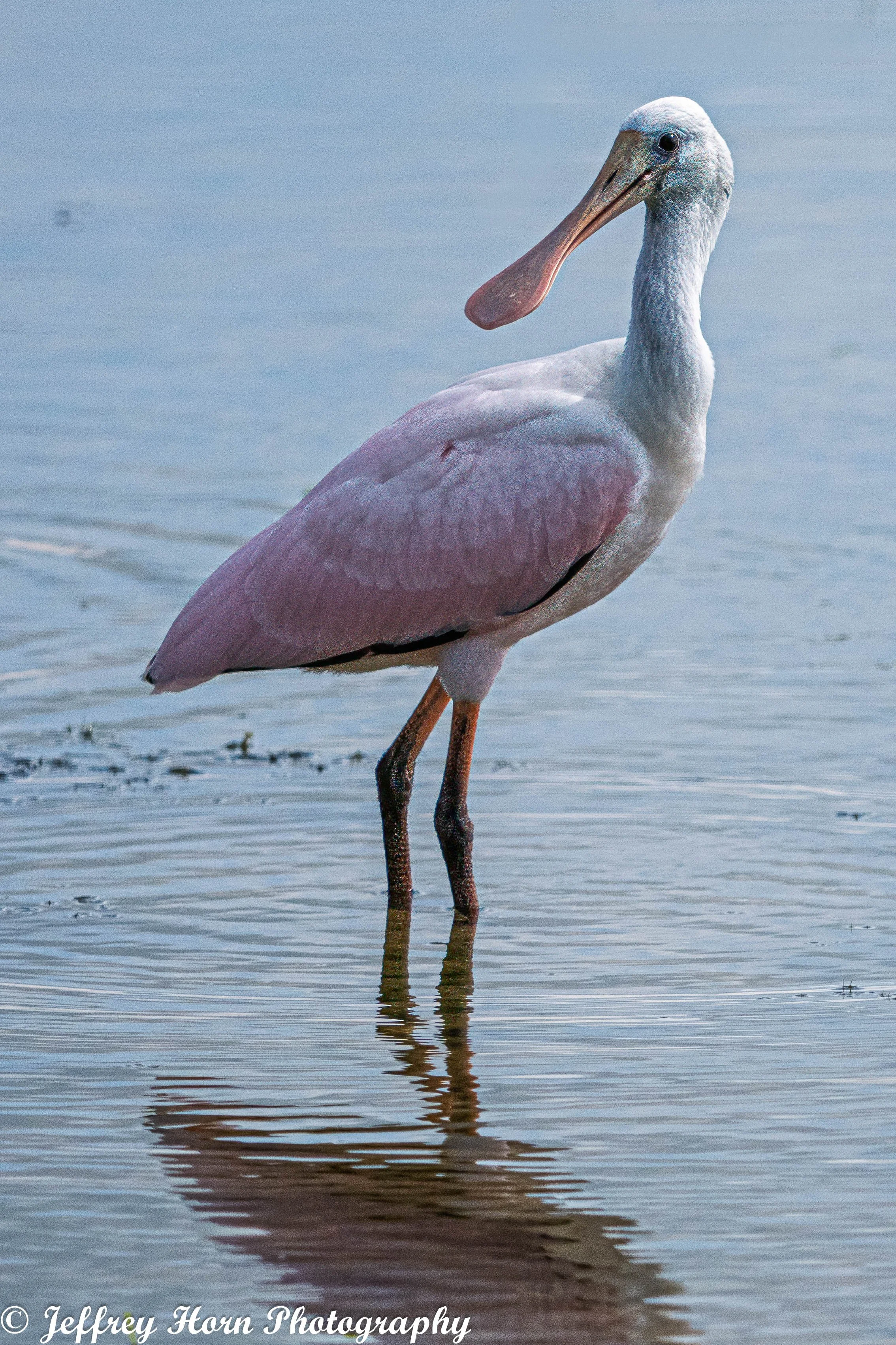 Roseate Spoonbill-2.jpg